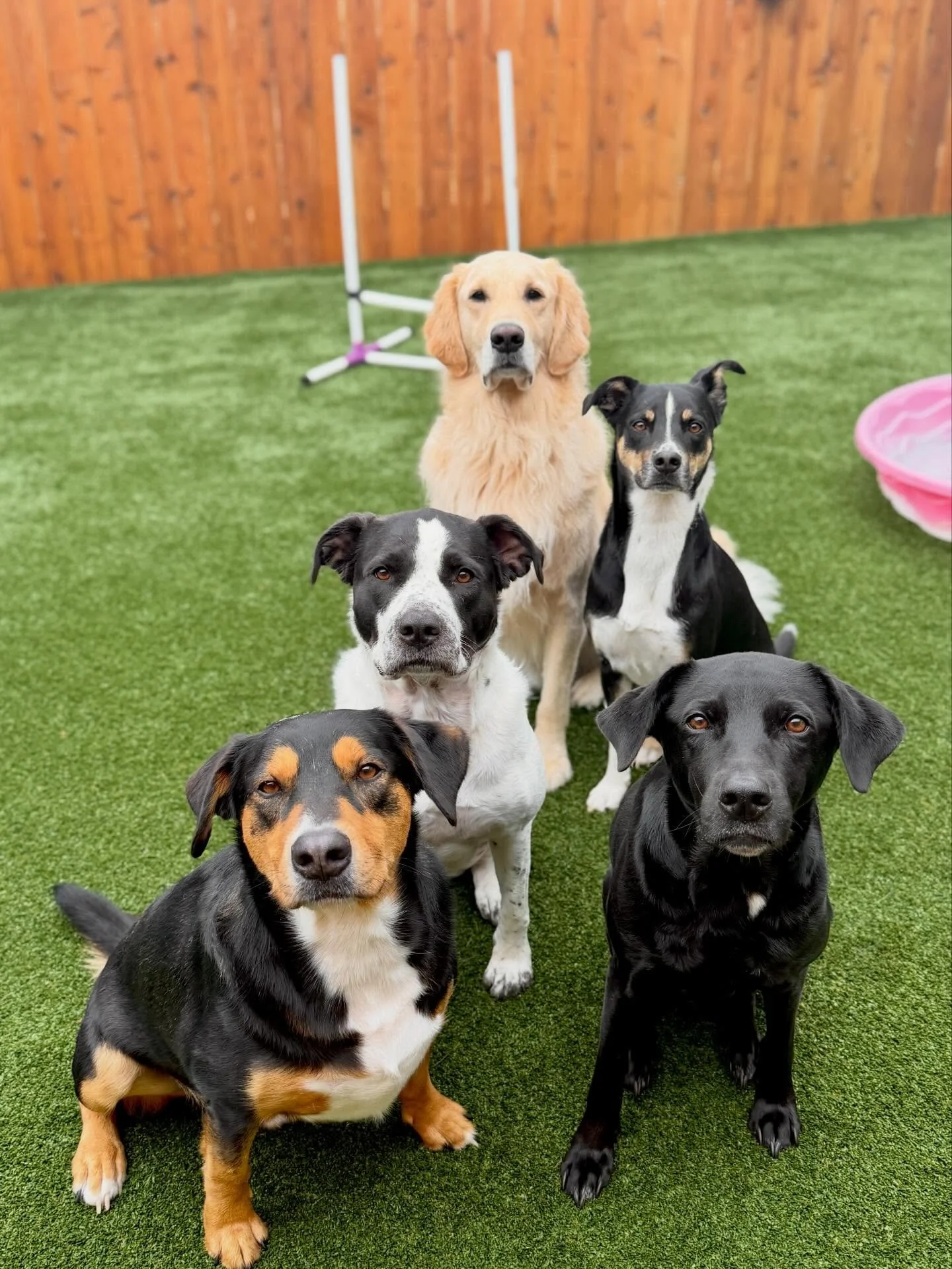 Have you ever considered bringing you pup to daycare to see if it&rsquo;s a good fit? Now&rsquo;s the perfect time to try! 
 
From now through the end of February, first-time daycare package buyers can enjoy 30% OFF - no commitment required. Come tes