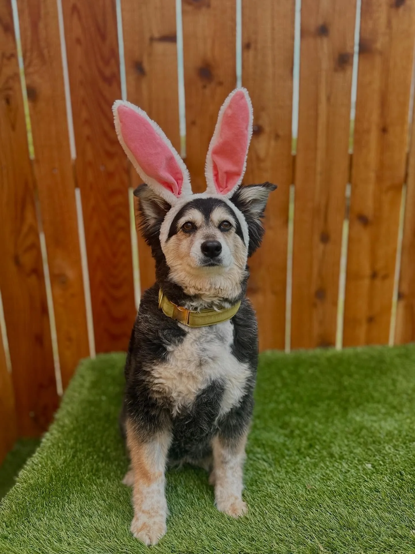Spring Break is just around the corner! 🌷🍃💗

If you are needing boarding for your pet during the month of March, make sure you get your reservation booked early. 
 
Booking reservations early can help you avoid fitting in any last-minute evaluatio