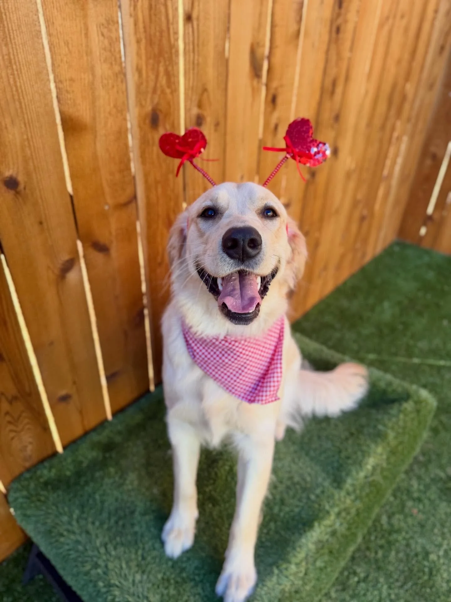 Valentine&rsquo;s Day with us over the past years&hellip; I can&rsquo;t believe we are coming up on our 5 year anniversary. 😲❤️

Happy Valentine&rsquo;s Day to all! Share some love today!