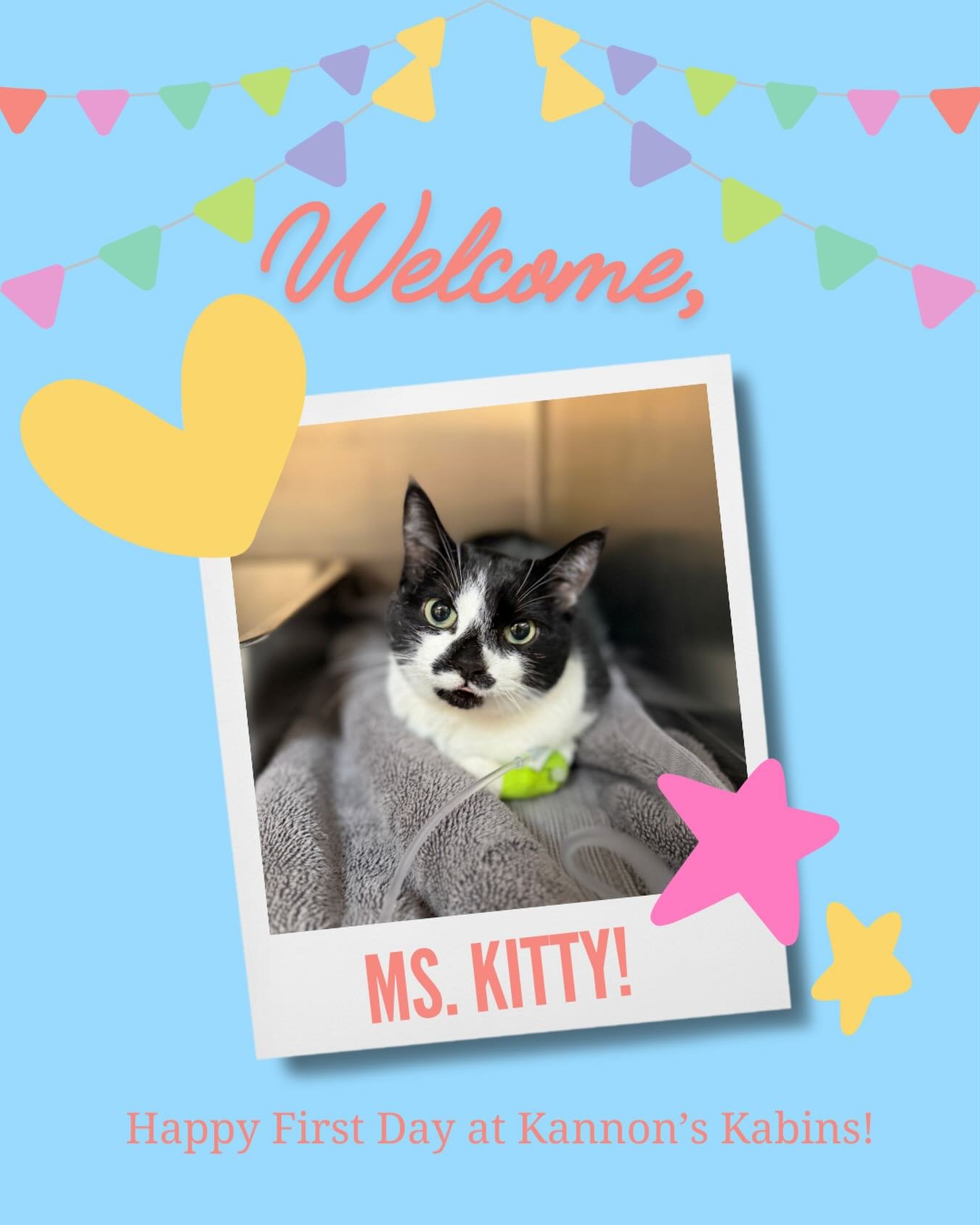 Happy first day at Kannon&rsquo;s Kabins, Ms. Kitty!