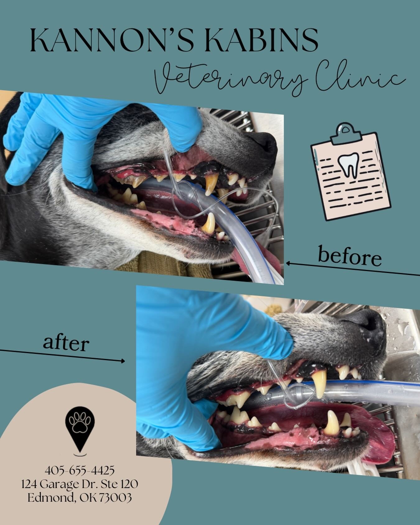 If your dog&rsquo;s breath could clear a room&hellip; it might be time for a dental 😅

This before &amp; after shows why professional cleanings matter. Healthier gums, cleaner teeth, happier pups.

📅 Book your dog&rsquo;s dental today!
📞 405-655-4