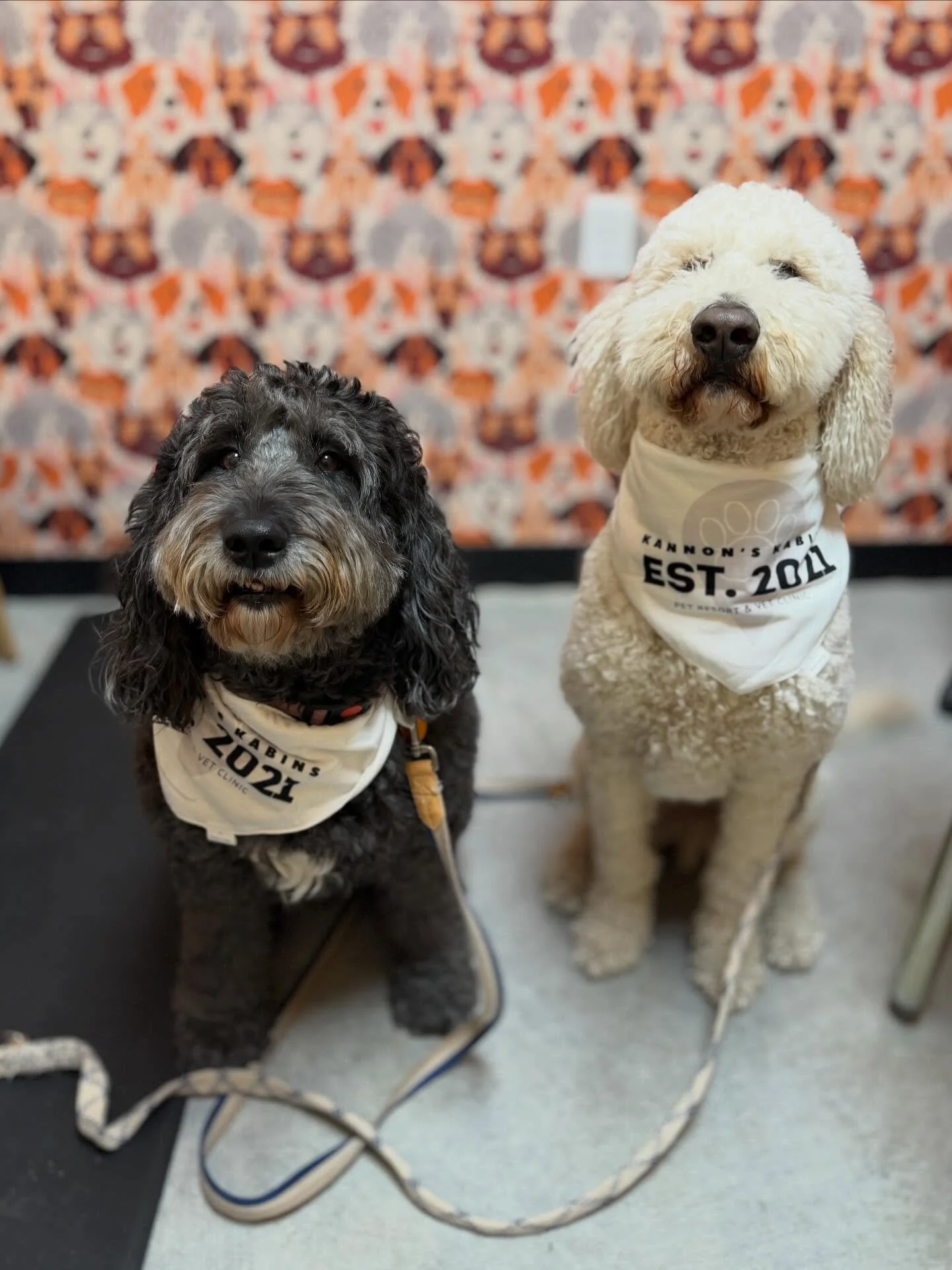 🐾 A yearly checkup goes a long way! Annual vaccines help protect your pet from preventable diseases and give us a chance to catch small issues before they become big ones. Schedule your pet&rsquo;s yearly visit and keep them happy, healthy, and prot