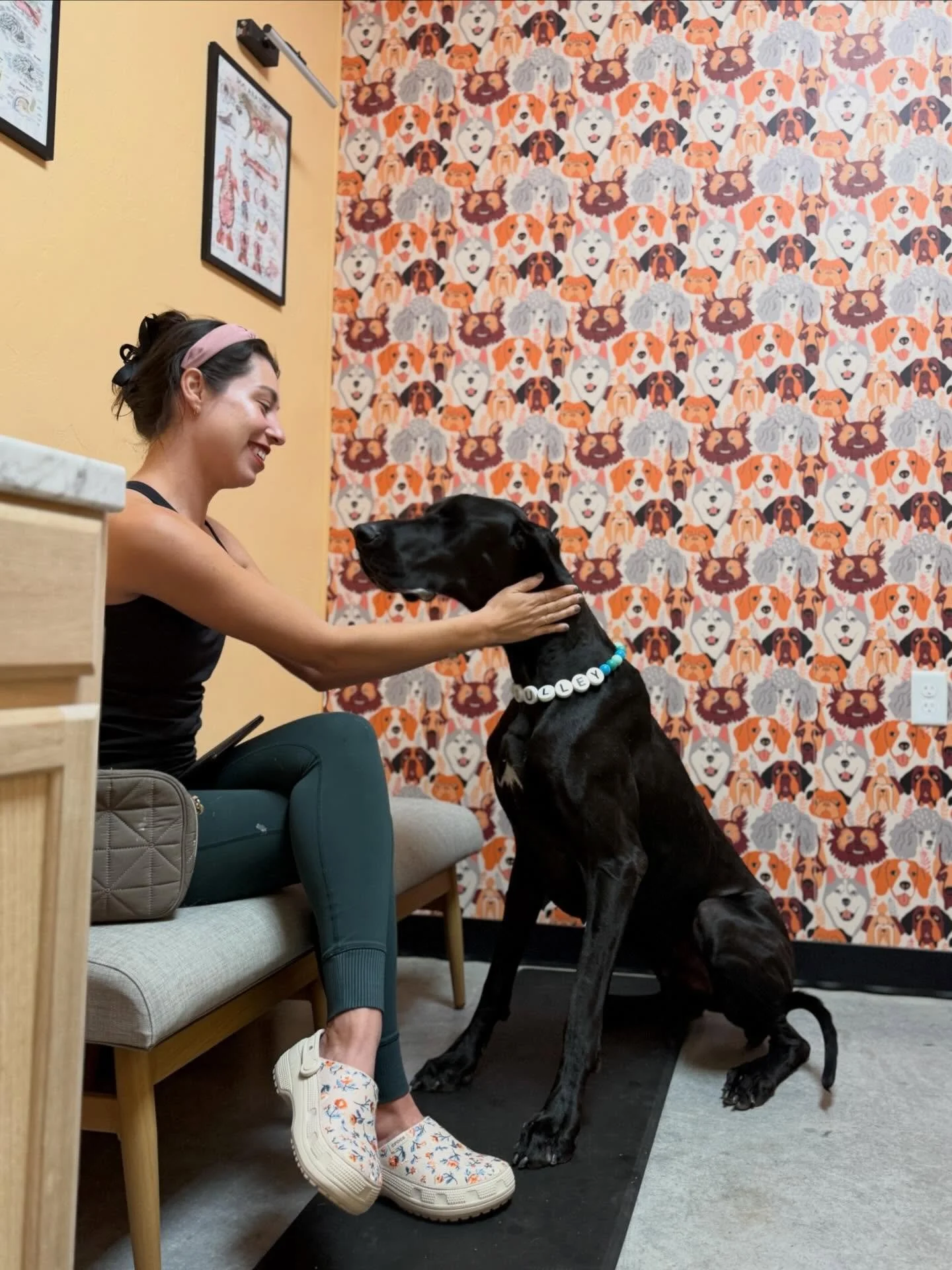 Meet Sullivan, a rescued Great Dane who was having a hard time taking his monthly prevention. Because of his size, he needed two pills every month, which also meant higher costs for his family.

After learning about Bravecto Quantum and ProHeart, bot