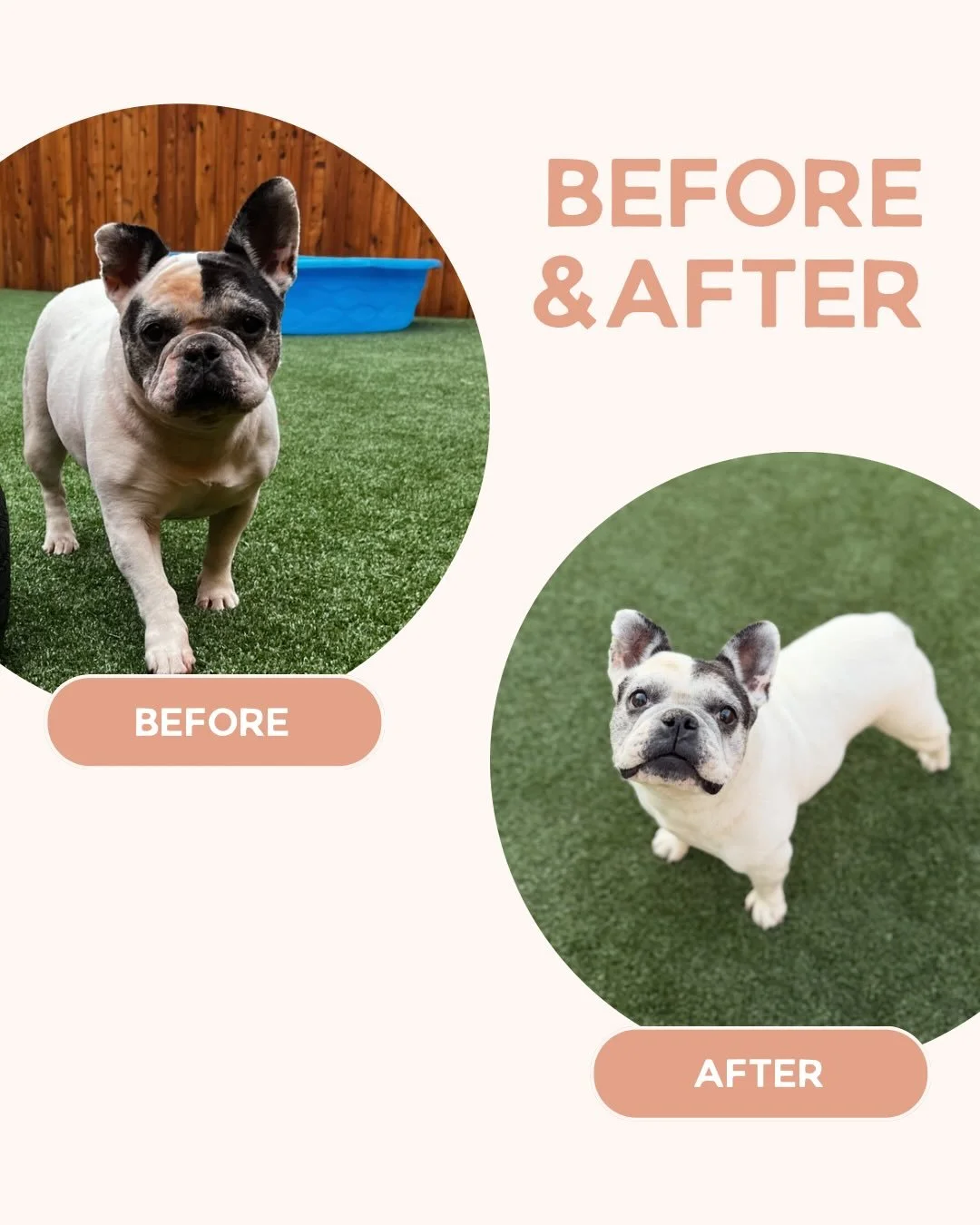 WOW. Just look at Ivy&rsquo;s transformation. 🤯

After 5+ years of struggling with allergies, Ivy finally found relief with Zenrelia.

Less itching.
Healthier skin.
One much happier pup. 🐶✨

If your dog is constantly scratching, licking, or dealing