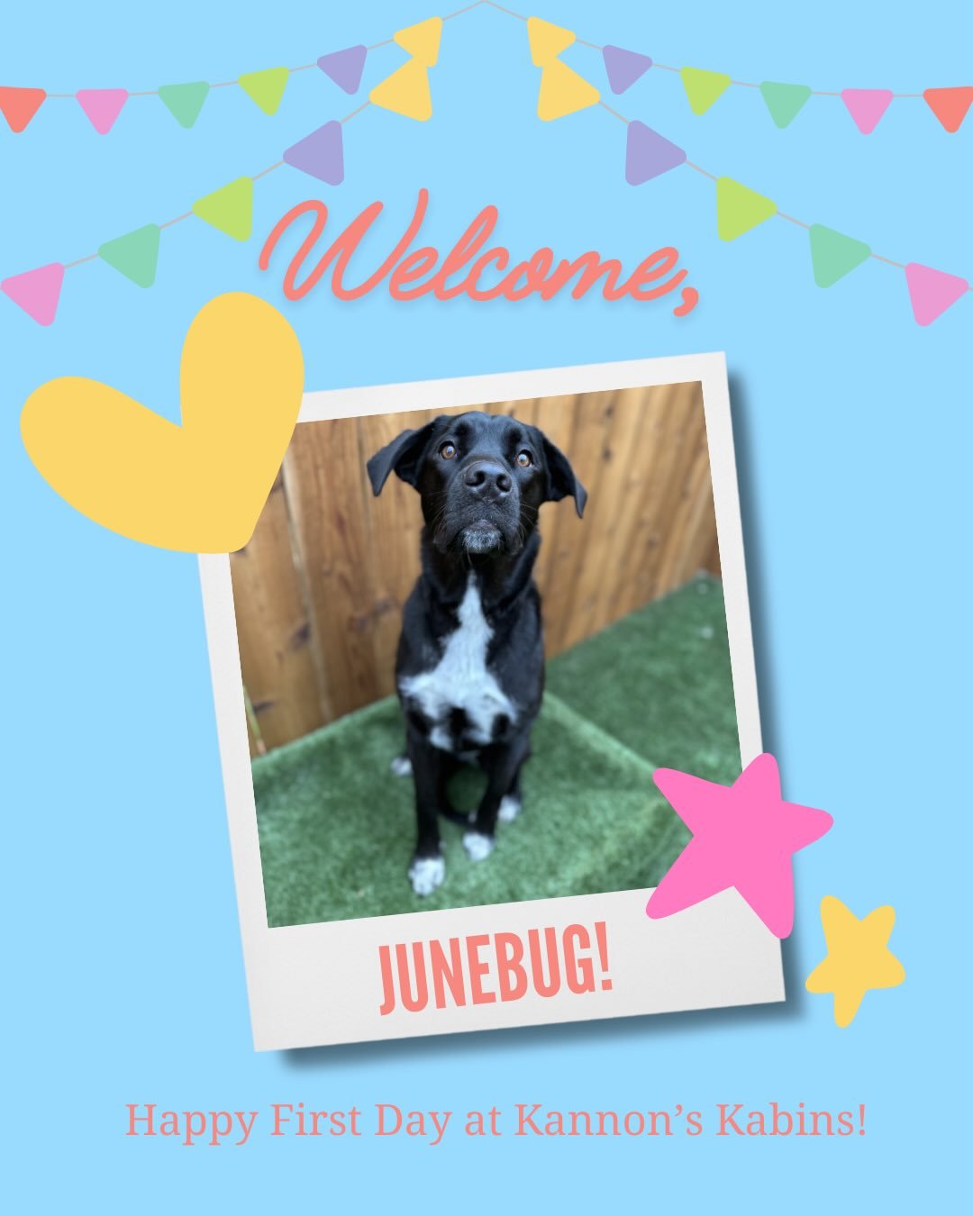 Happy First Day at Kannon&rsquo;s Kabins, Junebug, Pablo, and Franklin!