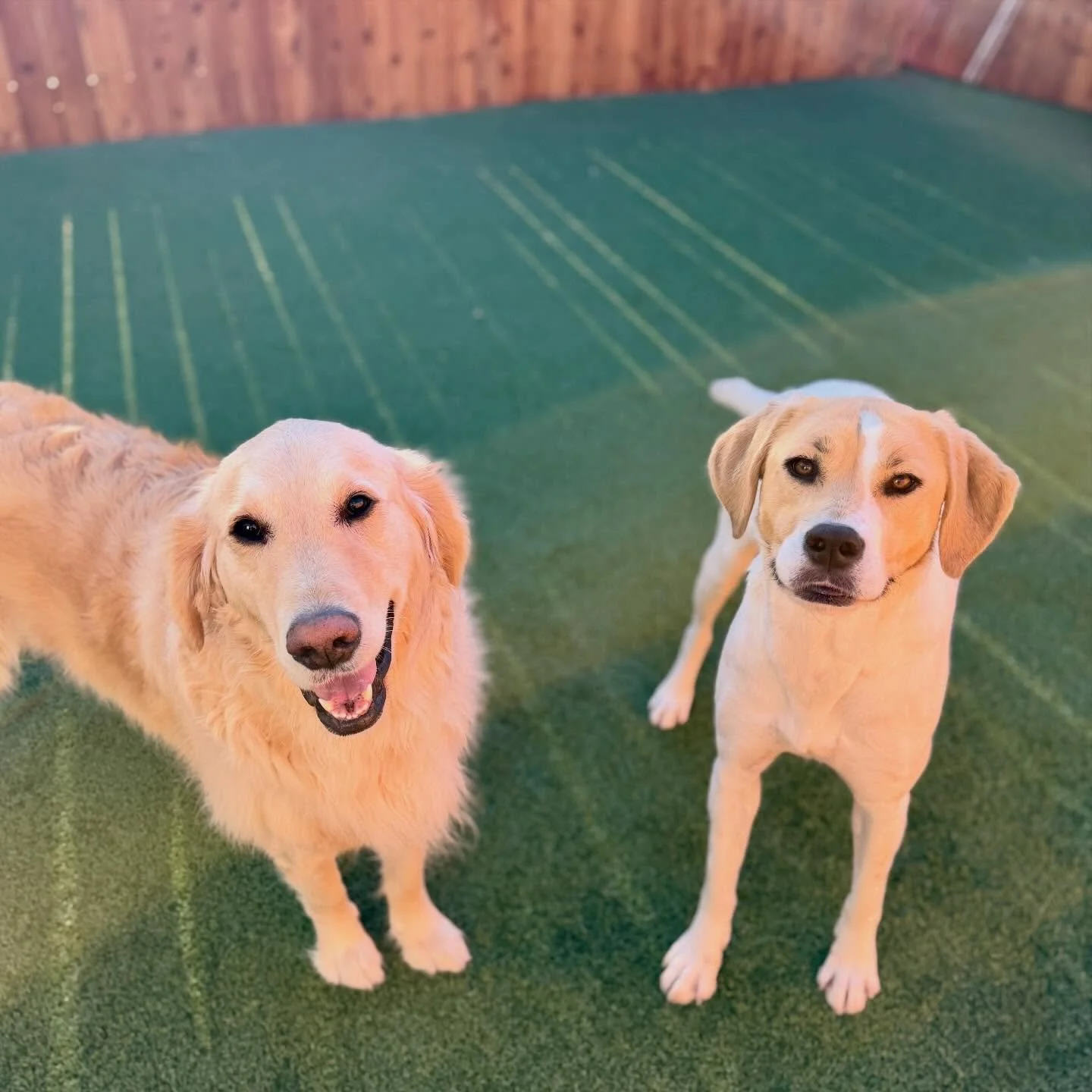 Double the smiles, double the zoomies. 🐕🐕
At our play yard, your dog gets safe space to run, socialize, and have the best day ever. ❤️