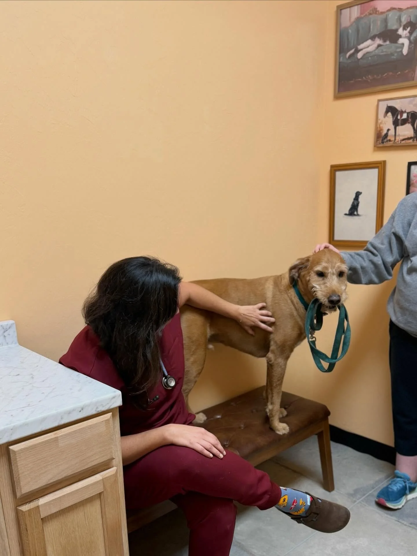 Thor came in for his yearly vet appointment and decided to hold his own leash while walking around! 🤣 Safe to say he likes to be in charge. ❤️

#vetmed #goldendoodle #happyboy #welovedogs