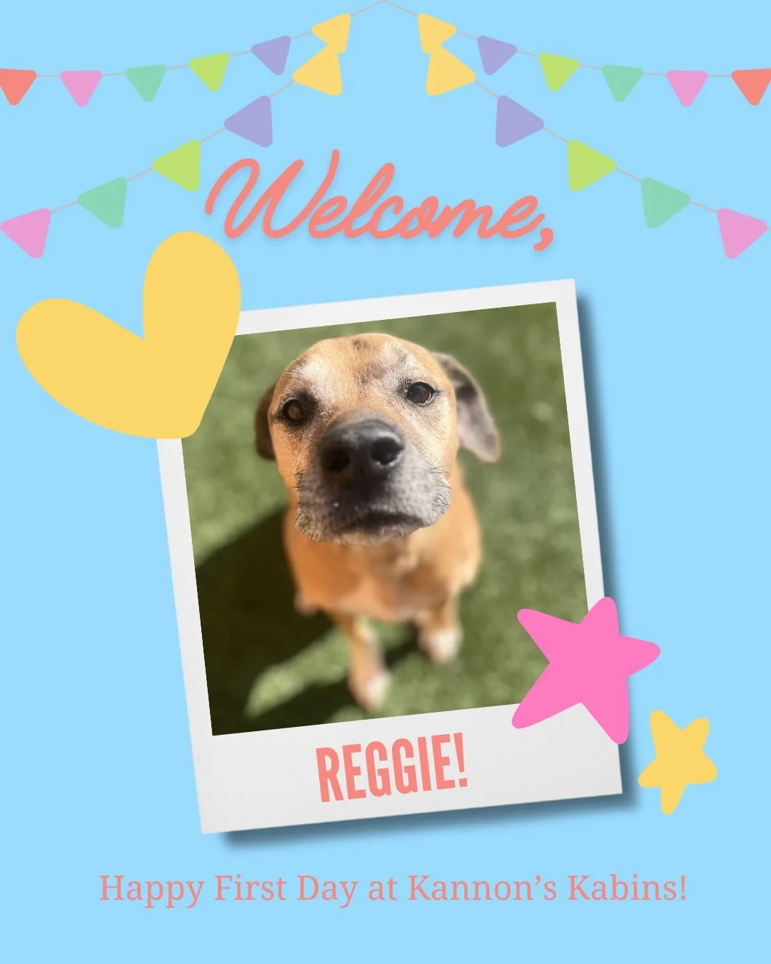 Happy First Day at Kannon&rsquo;s Kabins, Reggie and Ollie!