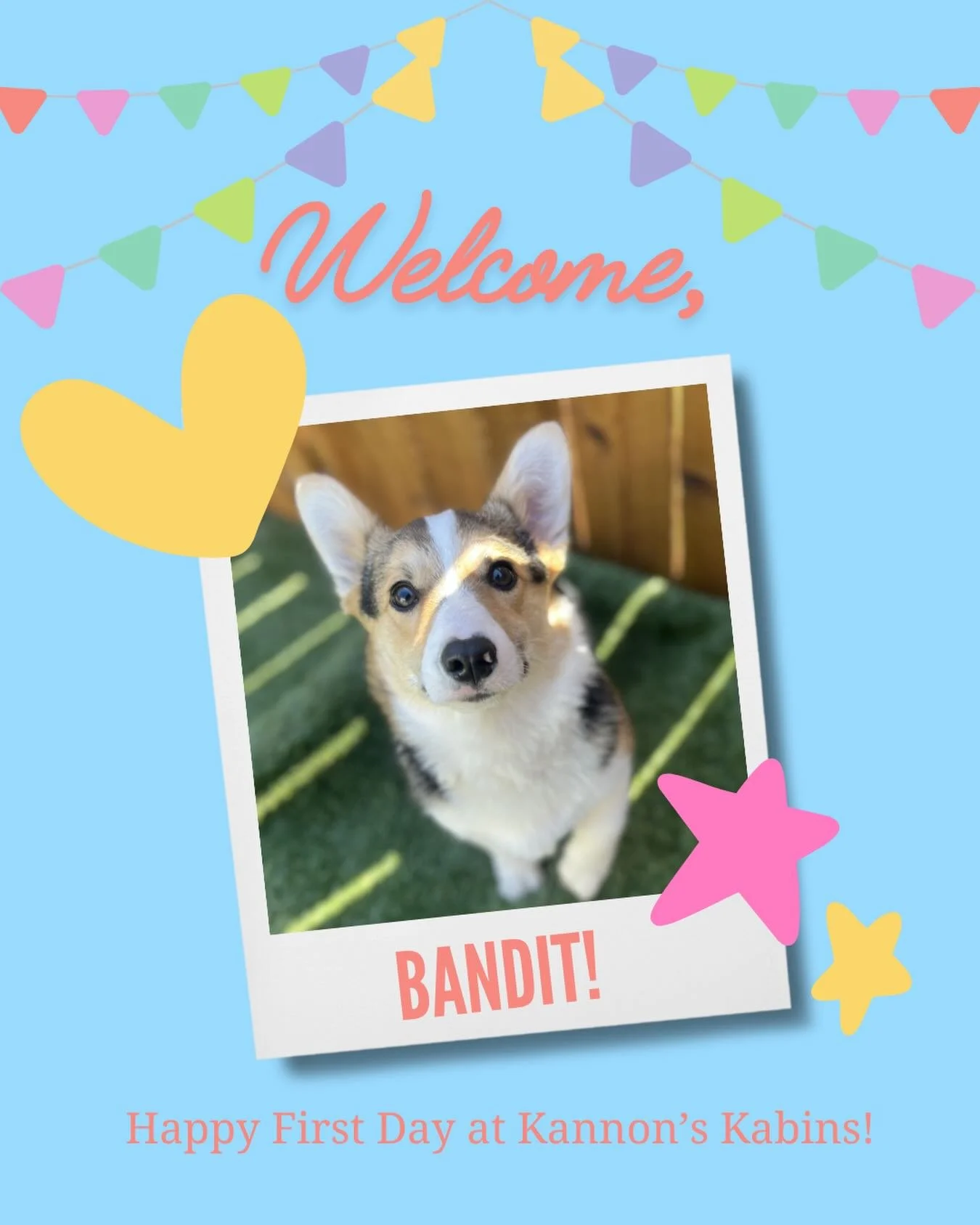 Happy First Day at Kannon&rsquo;s Kabins, Bandit!