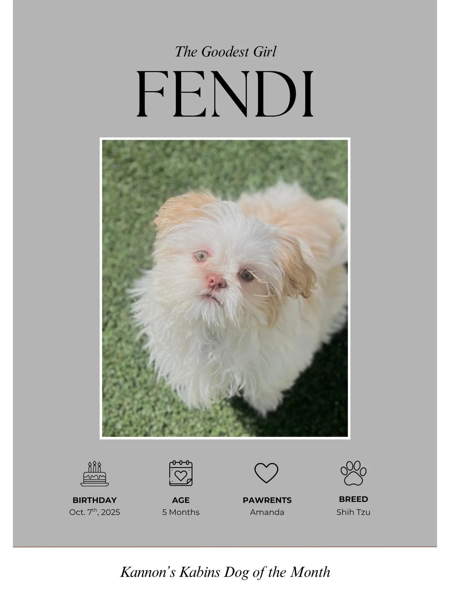 ✨ Meet our Dog of the Month: Fendi ✨

In a short amount of time, Fendi has left her mark here at Kannons Kabins! She is incredibly well behaved at daycare and she gets along with the other dogs making her Ms. Popular! The staff adores her warm, happy