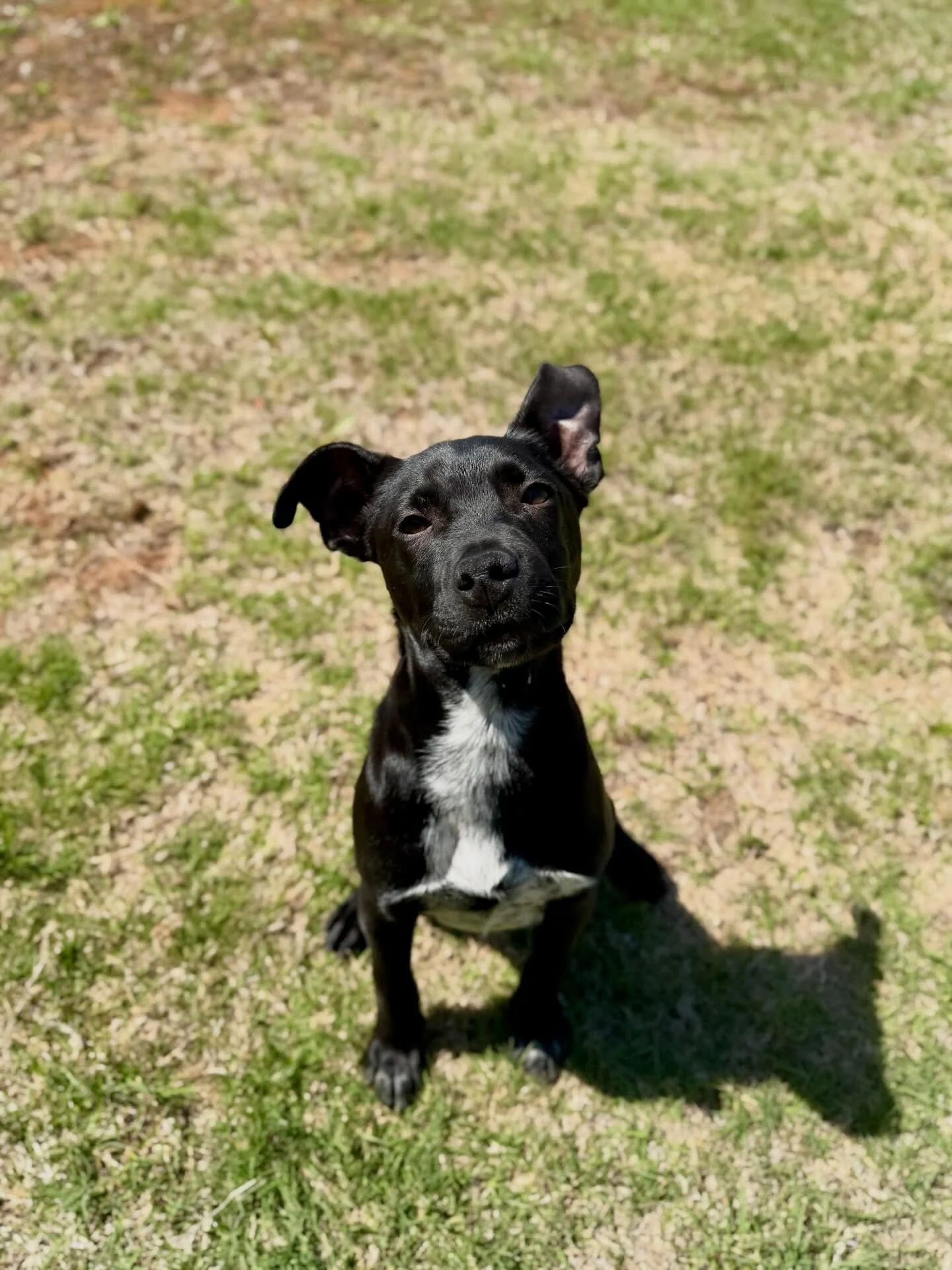 Please share - Update on the puppy who was dumped at my house&hellip;

✨ Meet Riggs ✨ 

After his three day stray hold was up, Riggs was placed in a foster home with clients of mine. He has received his first set of vaccines, prevention, and we have 