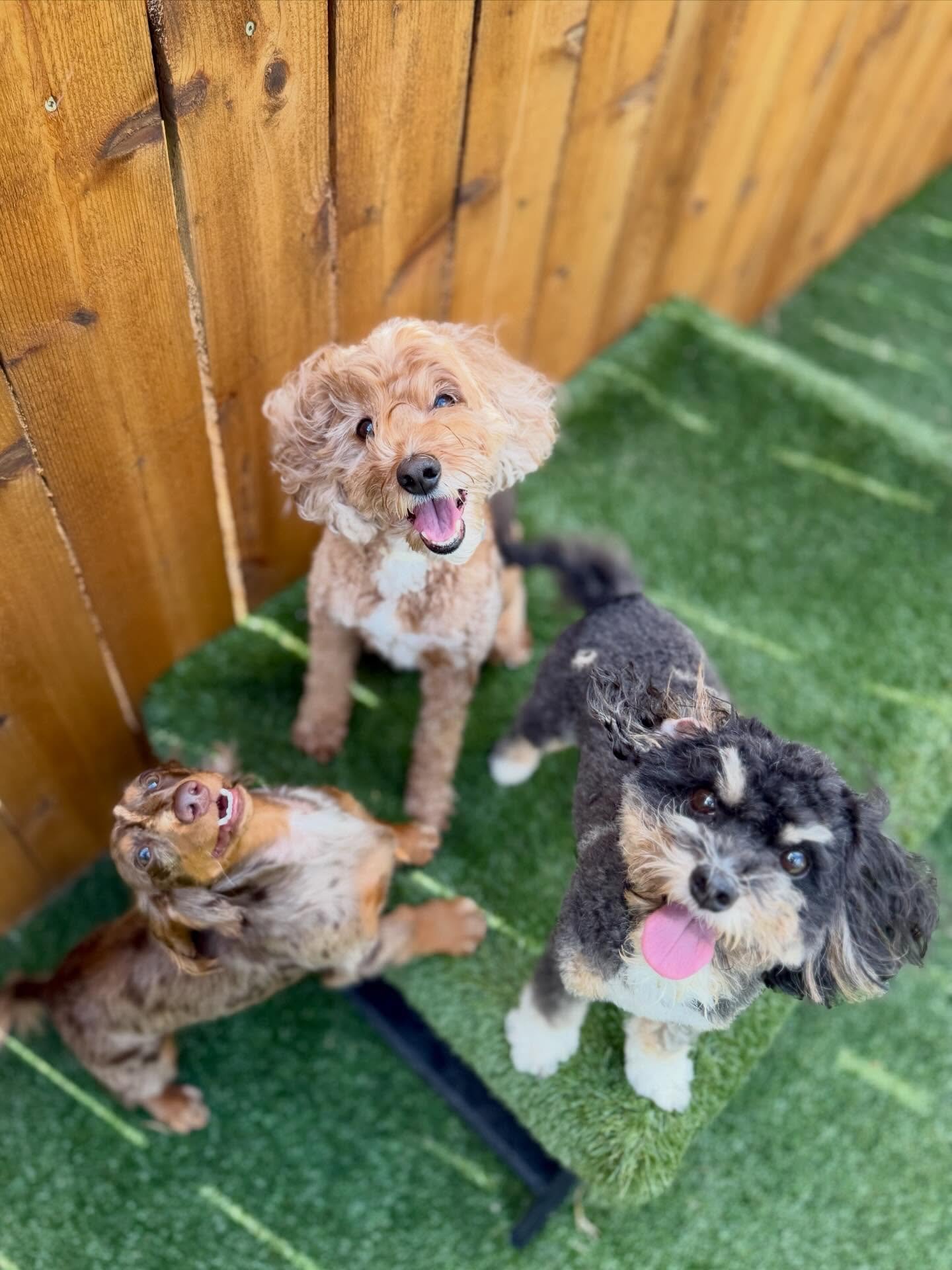 Because small dogs deserve big adventures too ✨ 

Join our daycare pack!
