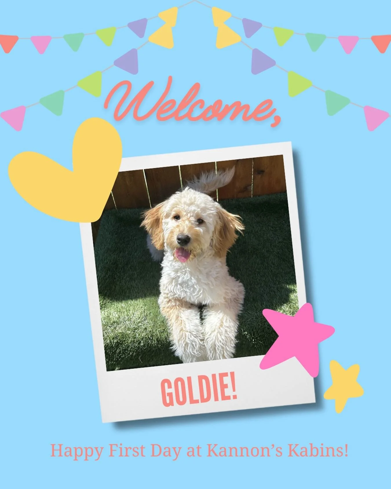 Happy First Day at Kannon&rsquo;s Kabins, Goldie!