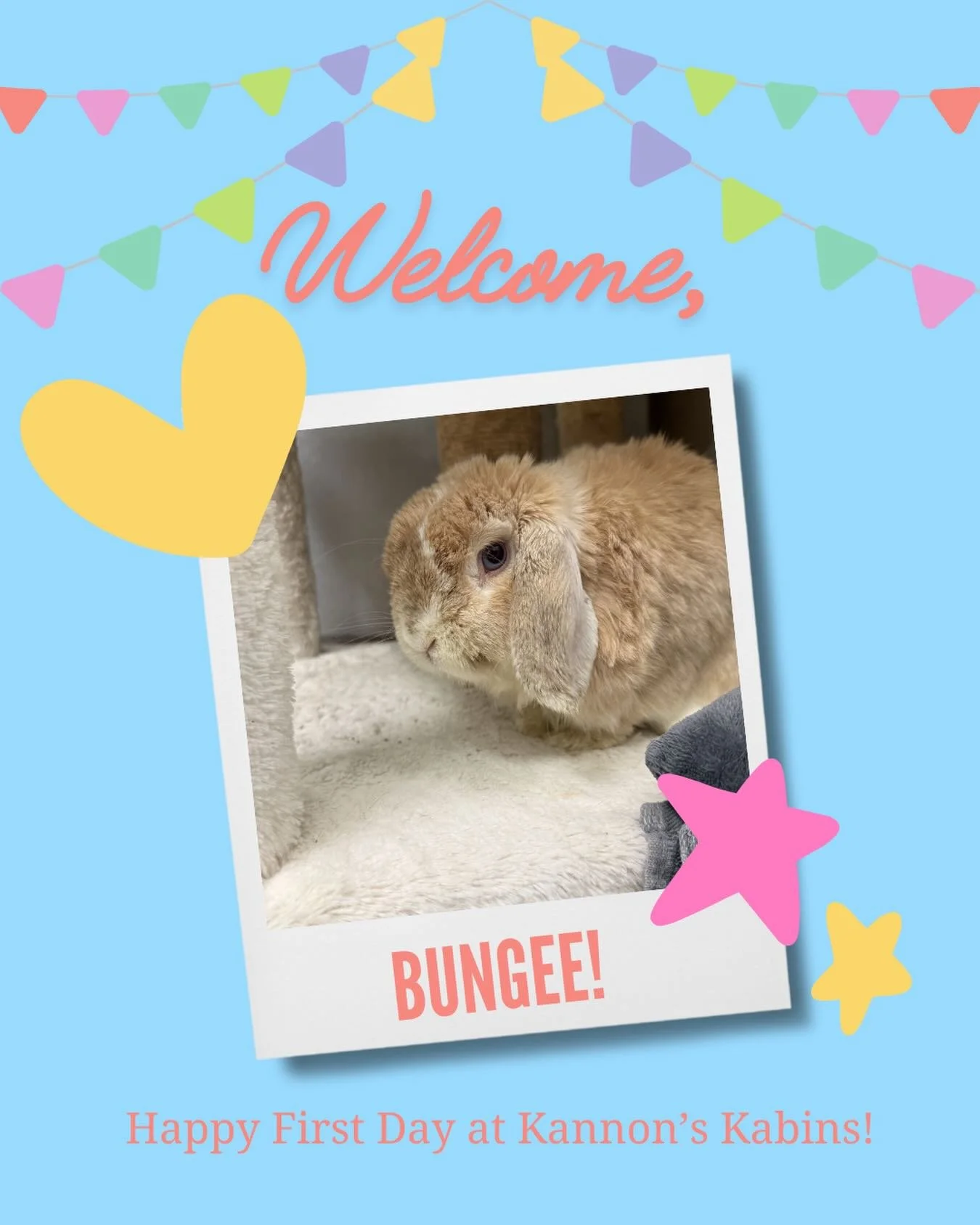 Happy first day at Kannon&rsquo;s Kabins, Bungee!