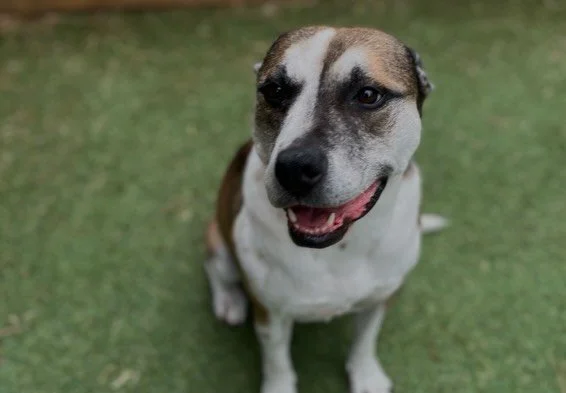 Courtesy Post:

Meet Pixel! 

Pixel is a 6 year old, Spayed mix-breed girl weighing around 40lbs. She&rsquo;s a sweet, goofy companion who loves snuggles, belly rubs, and spending time with her people. 

Whether you&rsquo;re looking for a relaxed aft