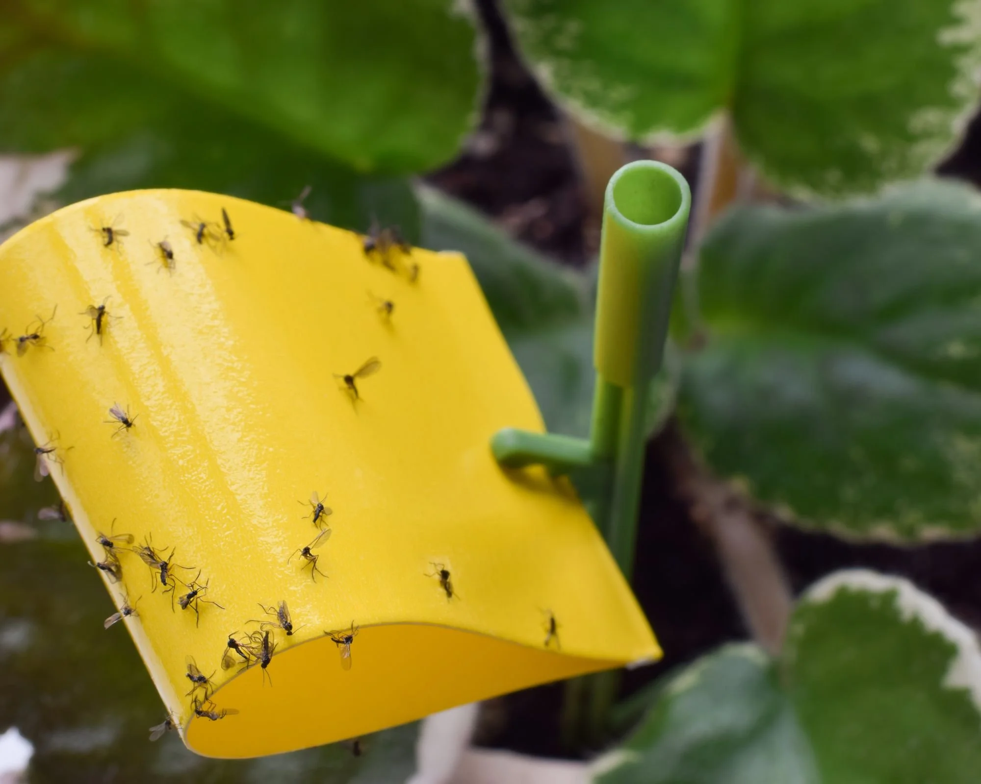 Why Traditional Potting Mixes Attract Fungus Gnats (And What to Use Instead)