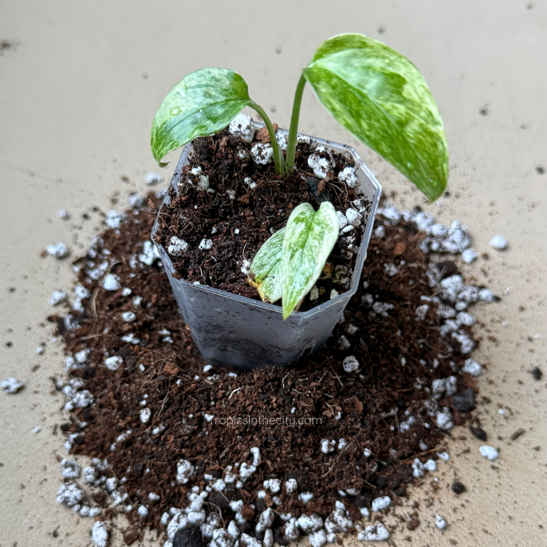 Seedling plant potted in PropMix.png