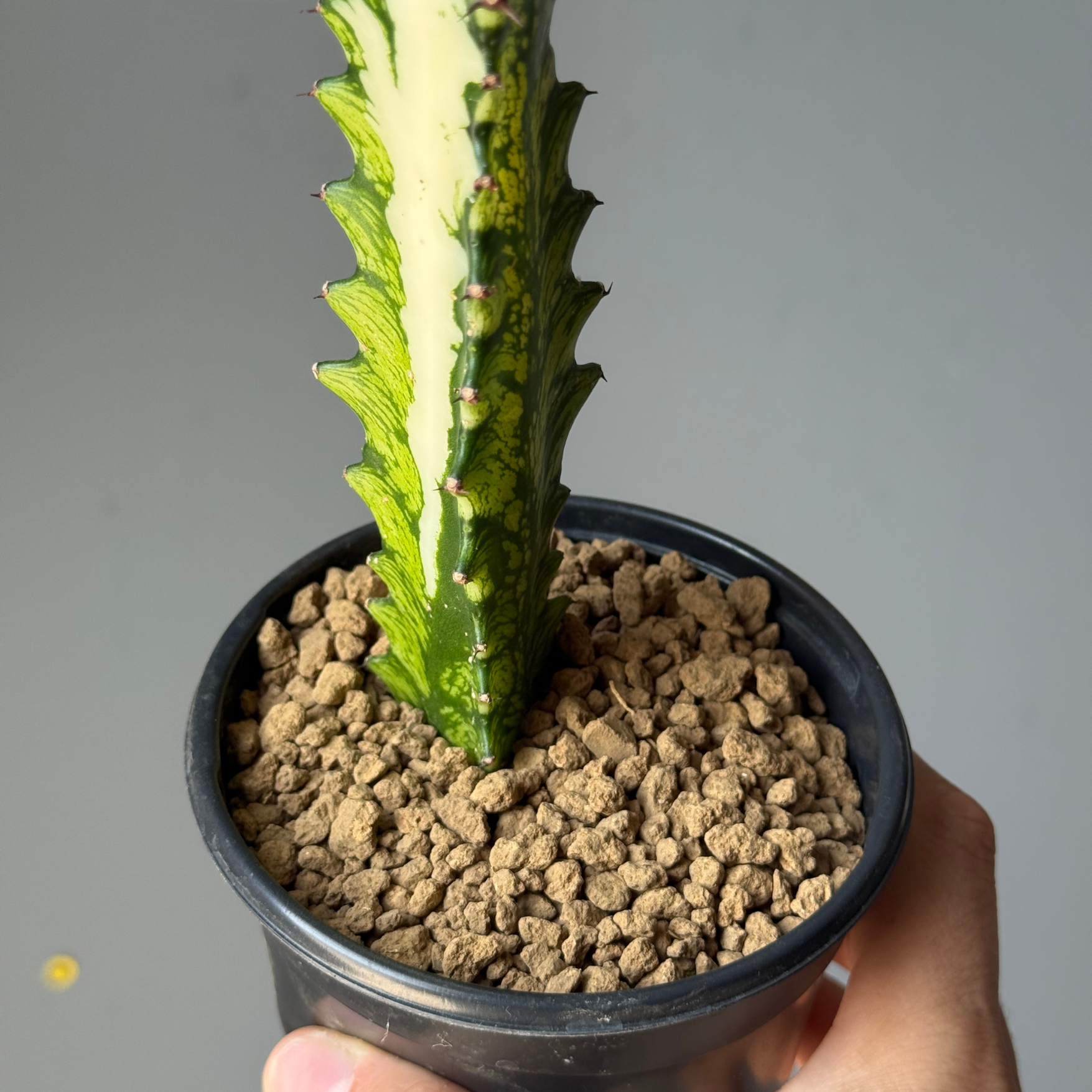 Akadama Top Dressing.png