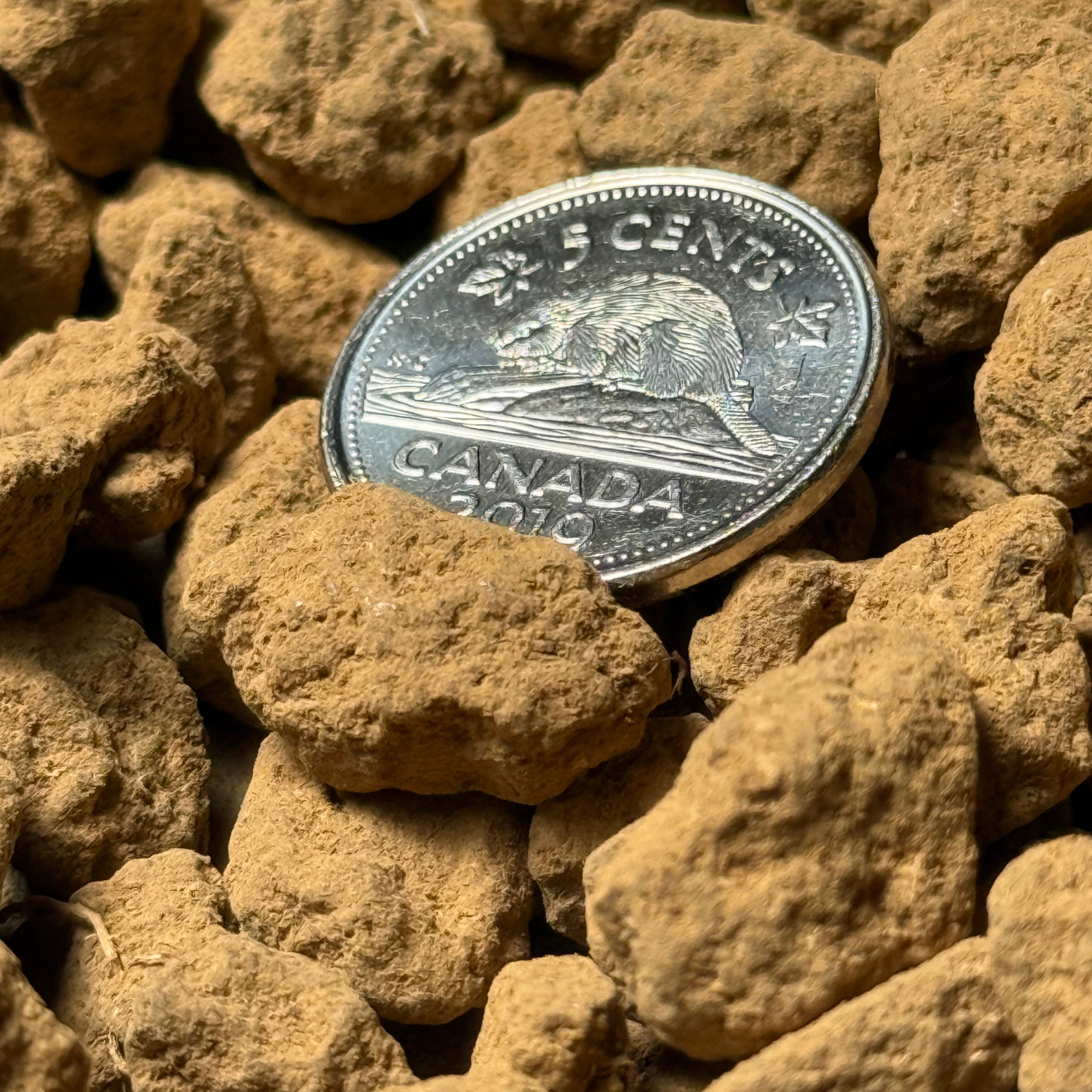 Akadama Coarse Closeup.png