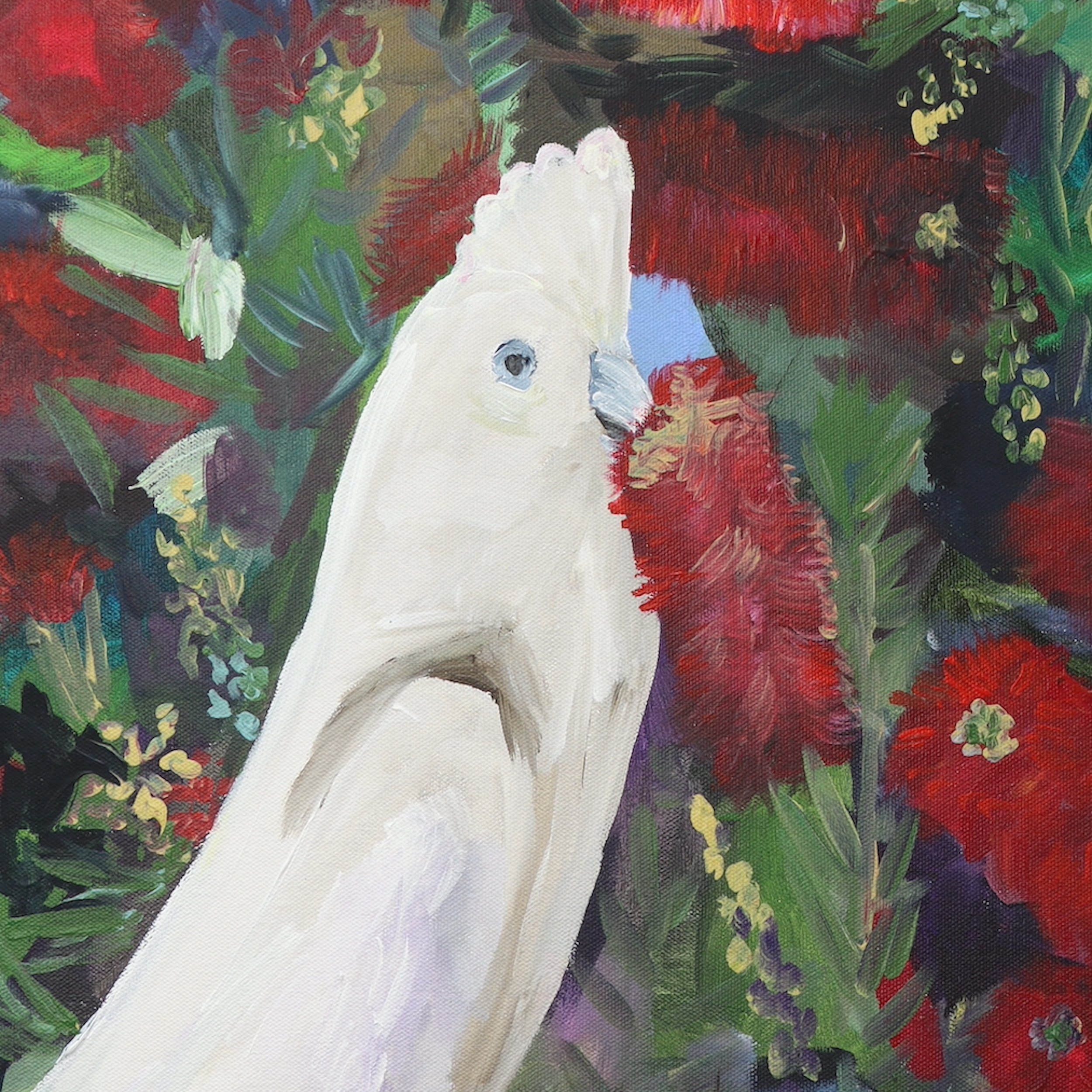 White Corellas in the Red Bottle Brush Closeup Original Artwork by Rachel Rae Art