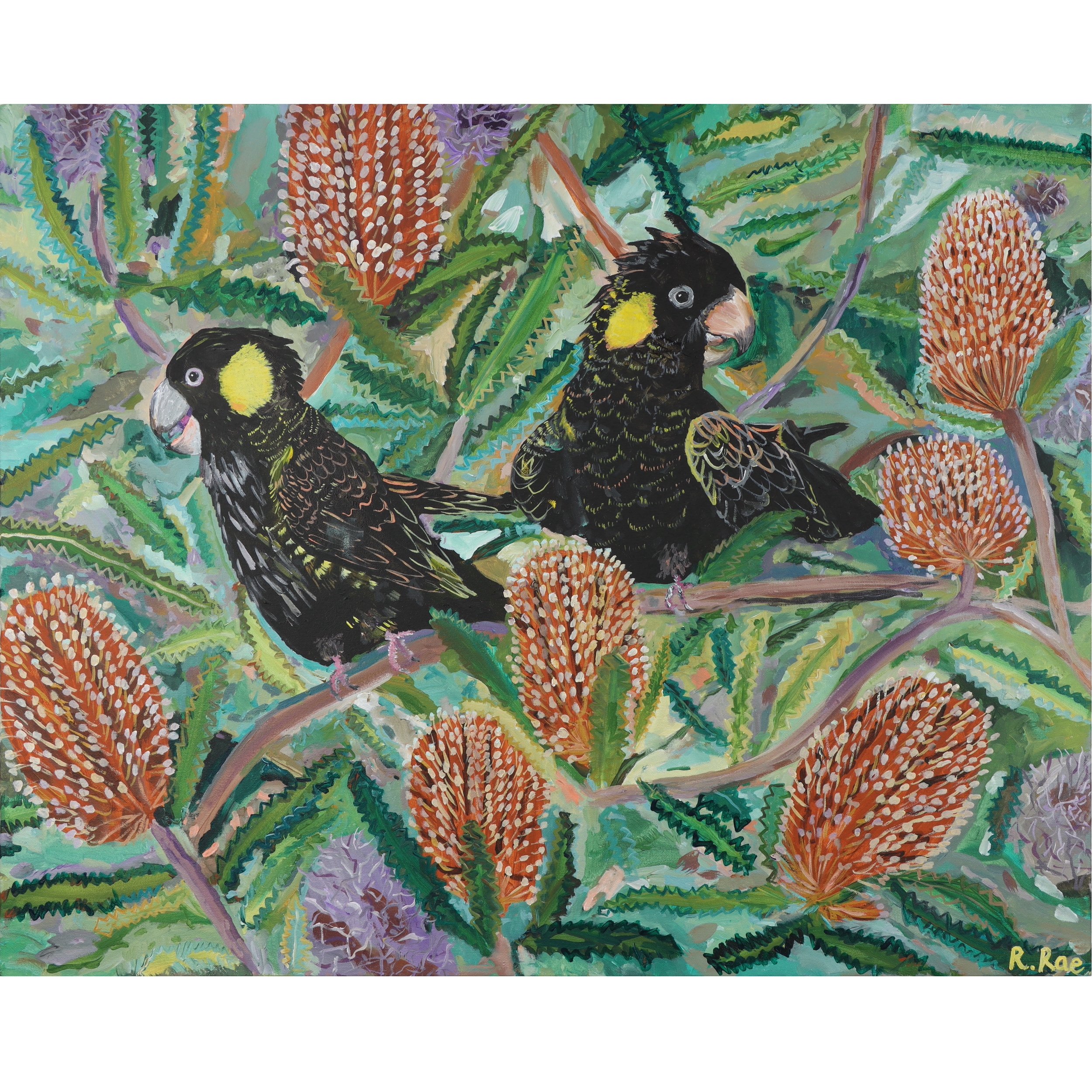 Original Artwork by Rachel Rae Art Black Cockatoos in the Banksias