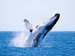Whale2-315x236.jpg