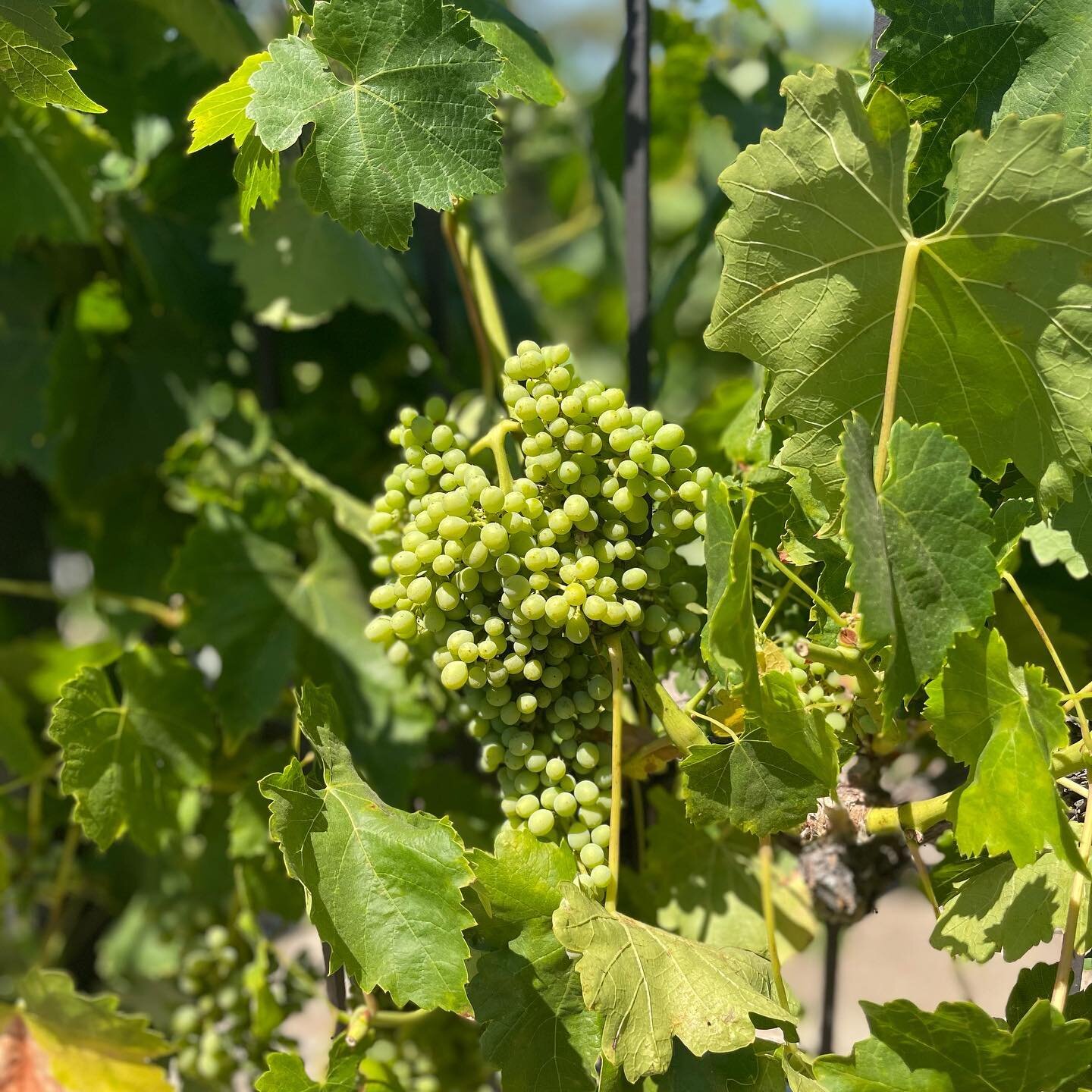 It&rsquo;s National Red Wine Month and our grapes are growing! 🍷

Enjoy 20% off of red wine selections using the discount count code NATIONALREDWINEDAY at check out via www.heavenshillestate.com/shopourwines ✨