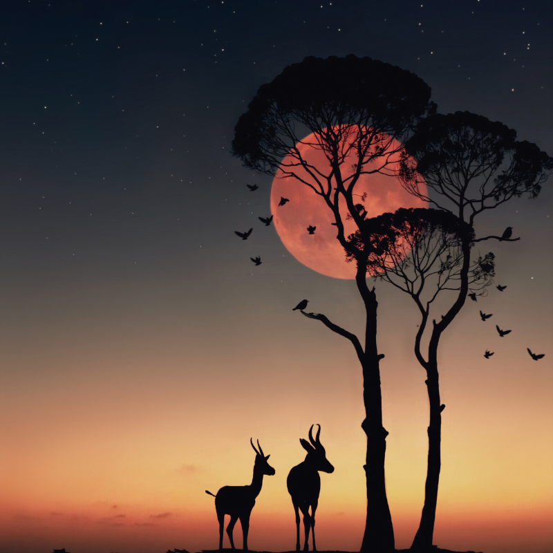 Sélection thématique “Autour du Monde” : L’Afrique et le Moyen-Orient