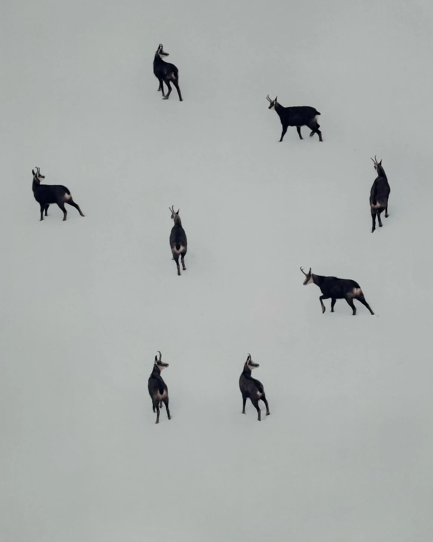 Inspo post - A group cast no shadows here in snow&hellip; so the figure and ground play together in a kind of deafening silence, somehow architectural. Natural History Museum Wildlife Photographer of the Year Exhibition today! An uplifting place. Not