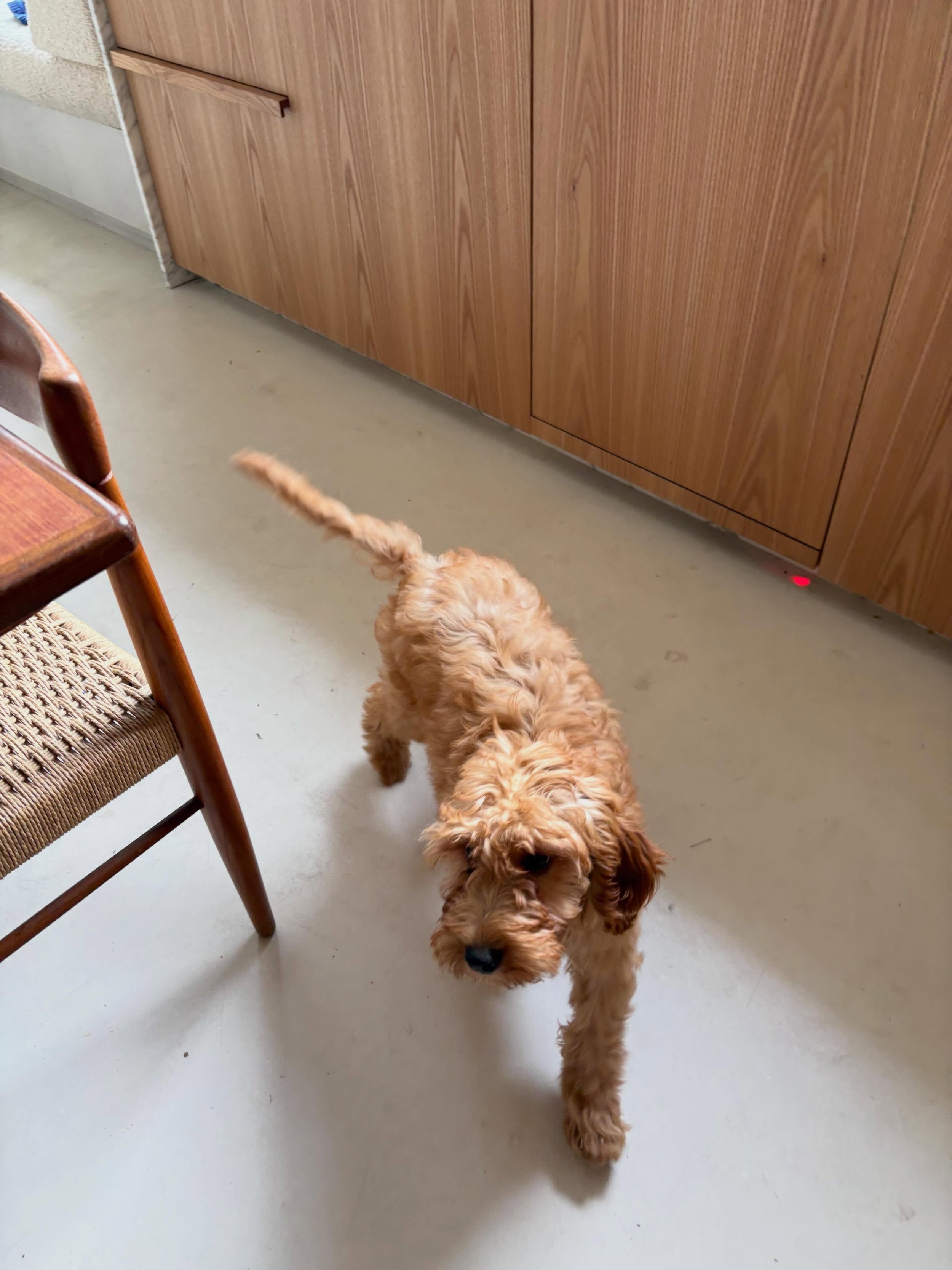 Visited previous project to check new puppy matches kitchen, very pleased to see he does 😅 Now that&rsquo;s a relief! #dogsofinstagram #dontmoveimprove #interiordesign #puppiesofig #kitchenveneerideas