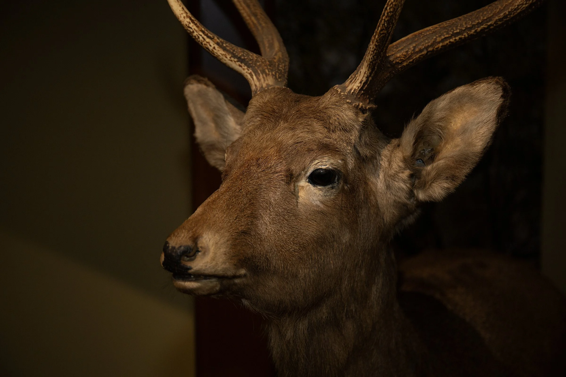 Voices of History Japan 12.jpg