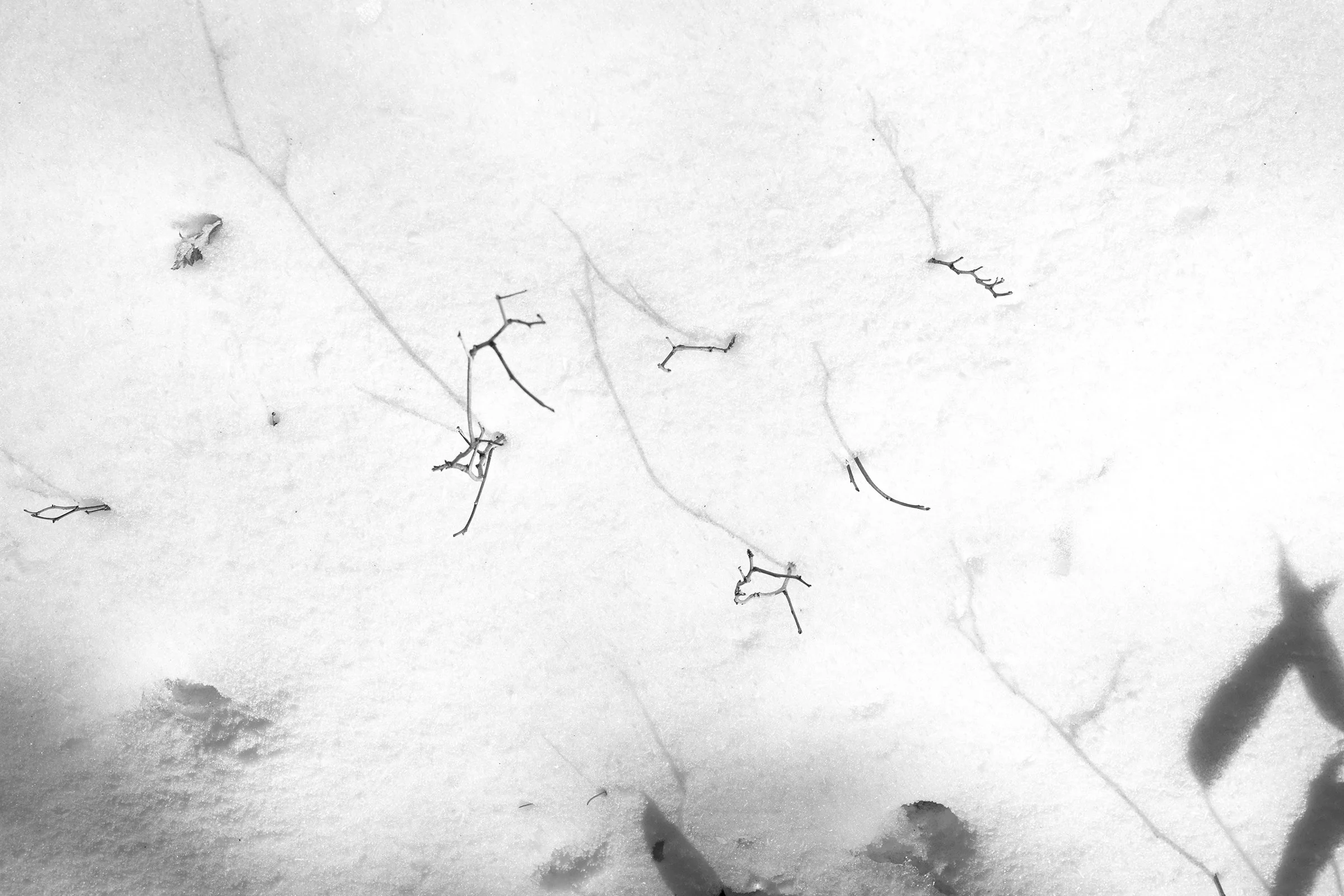 Pencio of Nature 06.jpg