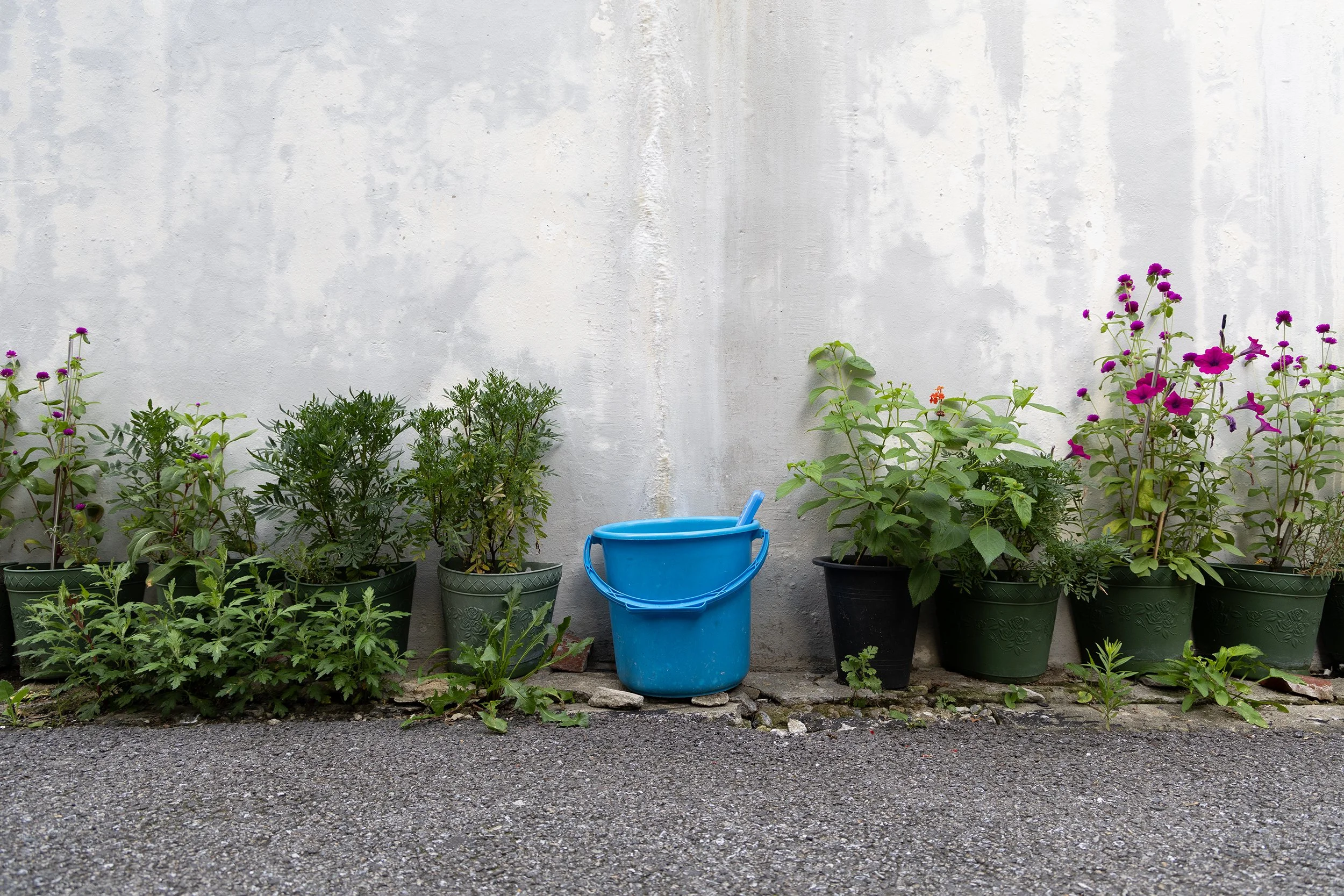 05 Ecological Succession 02.jpg
