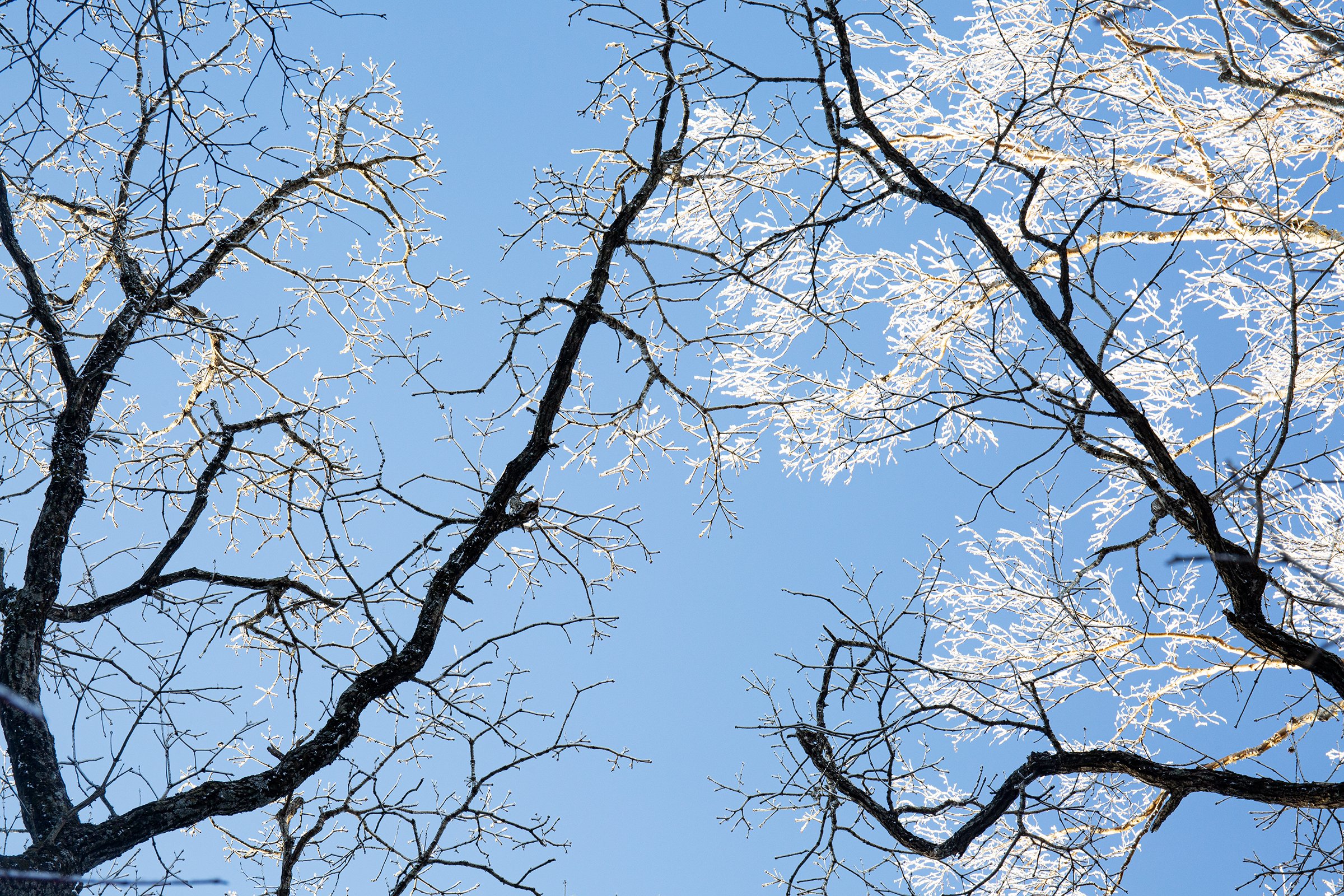 Frozen World 02 copy.jpg