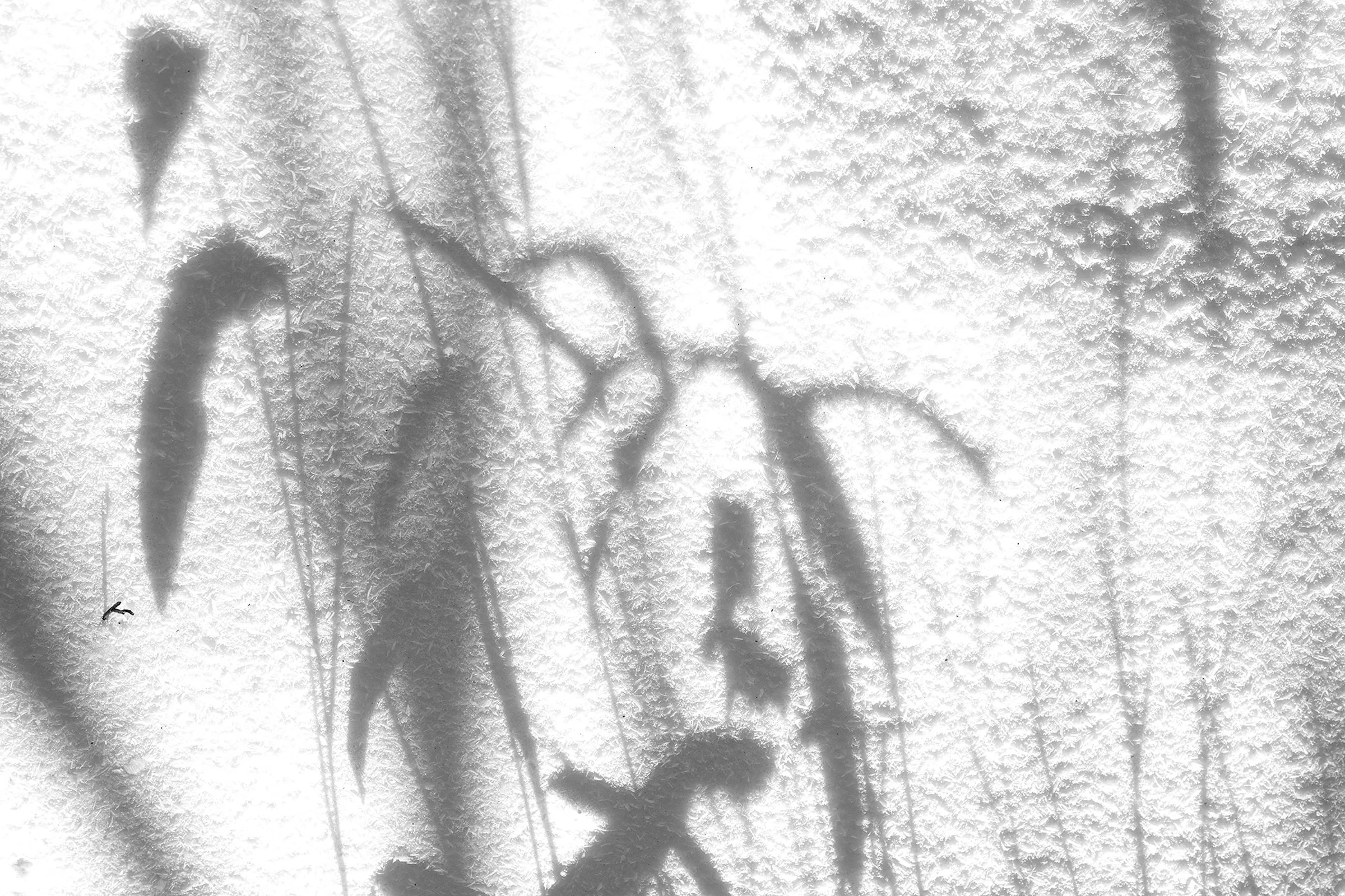 Pencil of Nature 01 copy.jpg