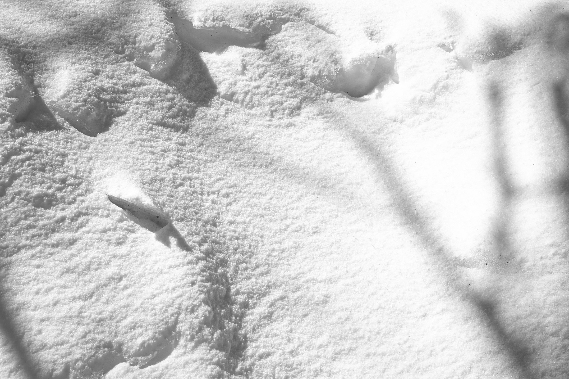 Pencil of Nature 05 copy.jpg