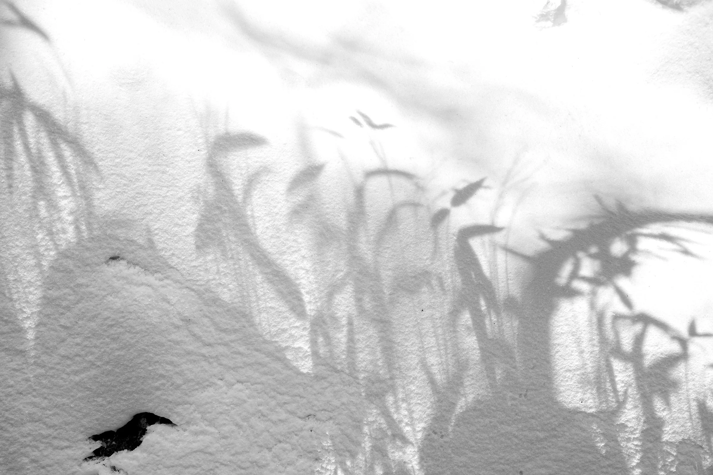 Pencil of Nature 02 copy.jpg