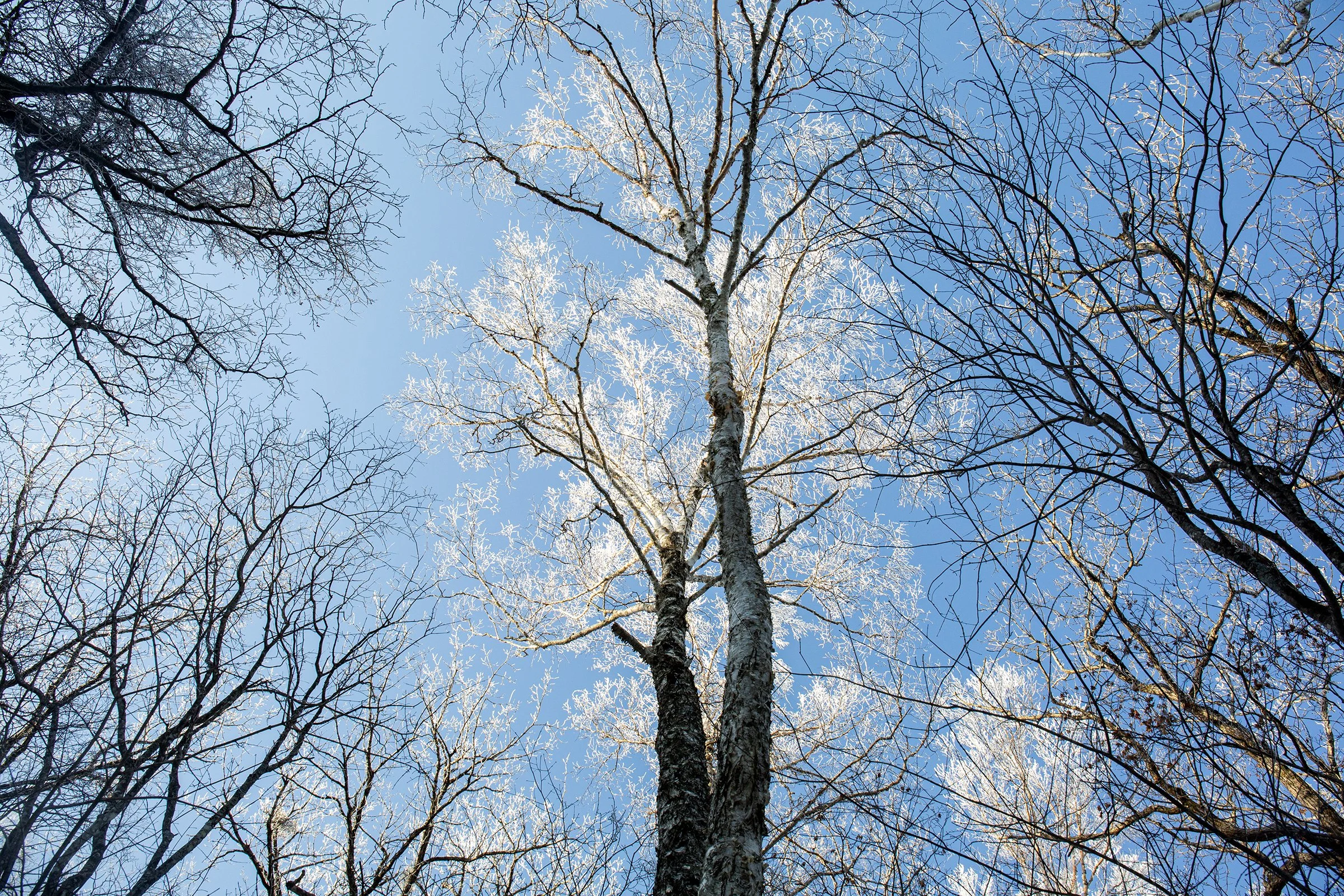 Frozen Veins of the Earth
