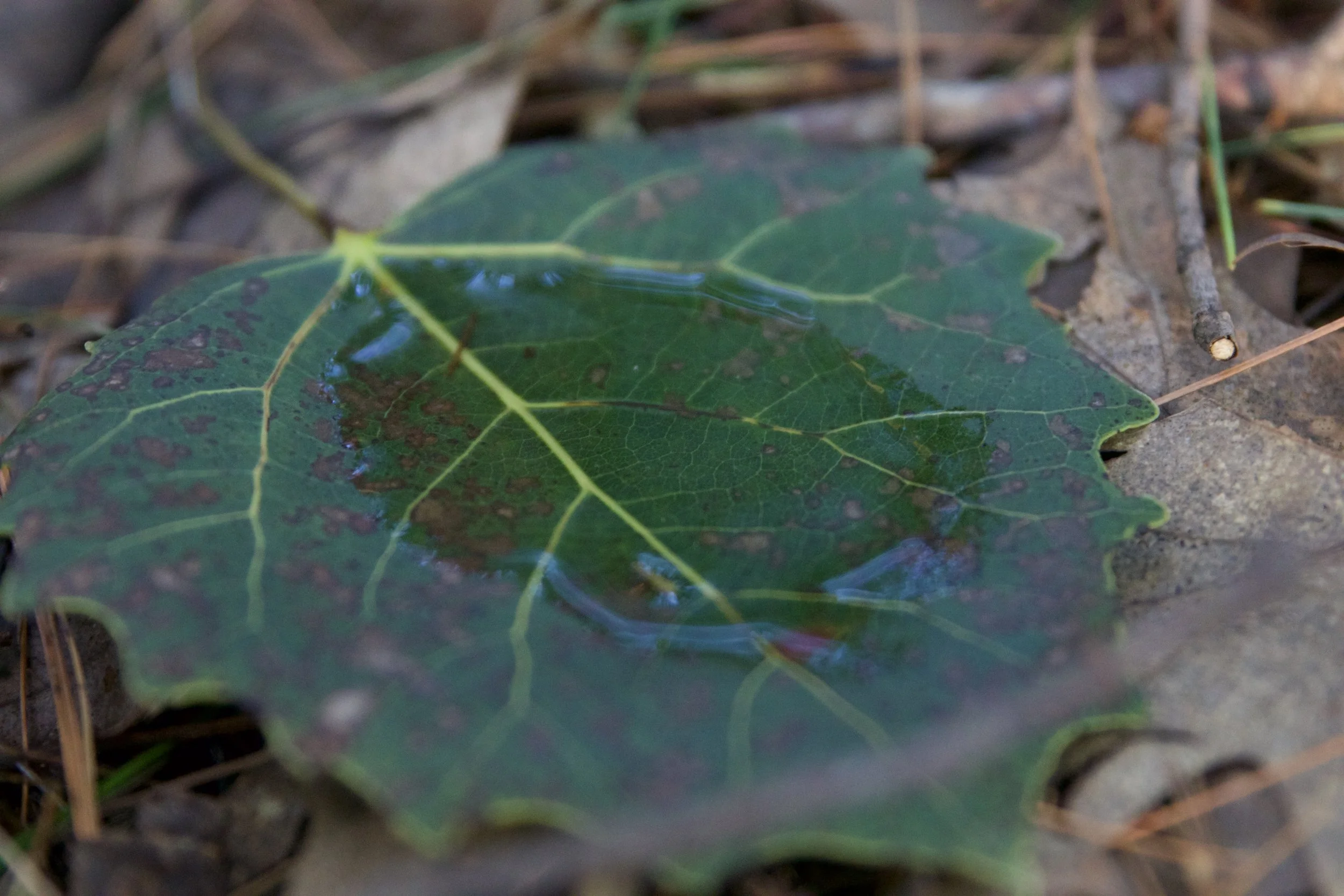 Nature is your missing ingredient