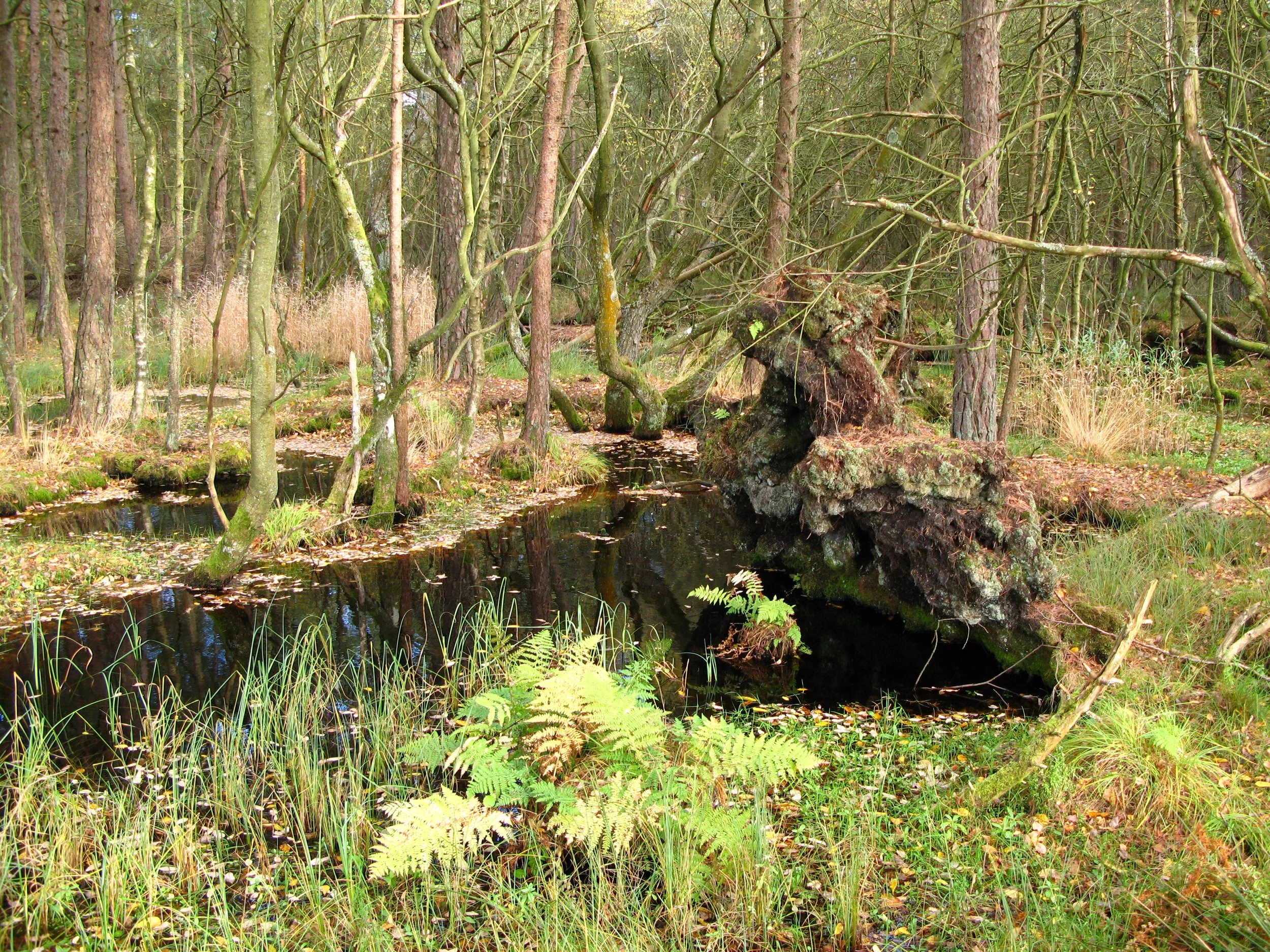 Cliburn Moss, Cumbria, pools created by windthrow of trees