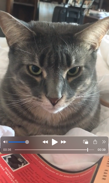 NEW STYLE Daily Prompts: Thrills! Spills! World travel! A talking cat!
