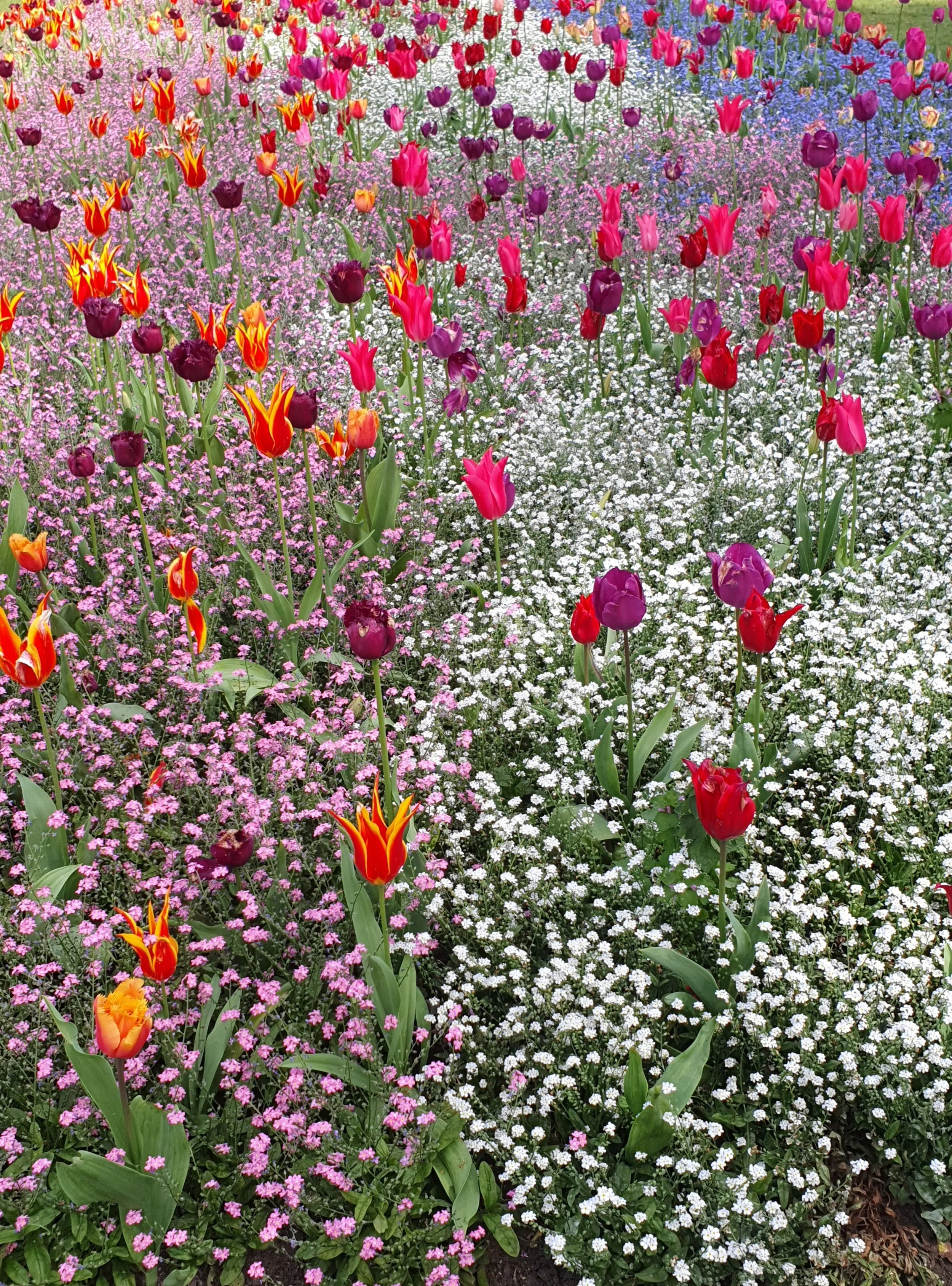 Tulips, Embankment Gardens, London