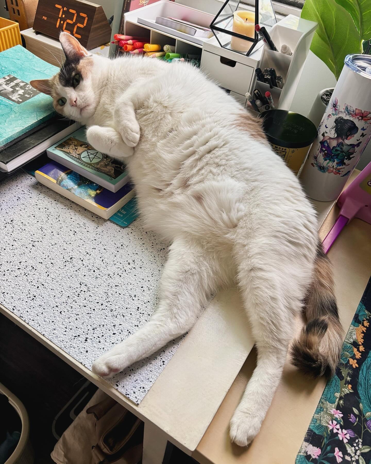 Summoning a curse, more definitely 🕯️ #catstagram #petsnamedmillie #summermagic