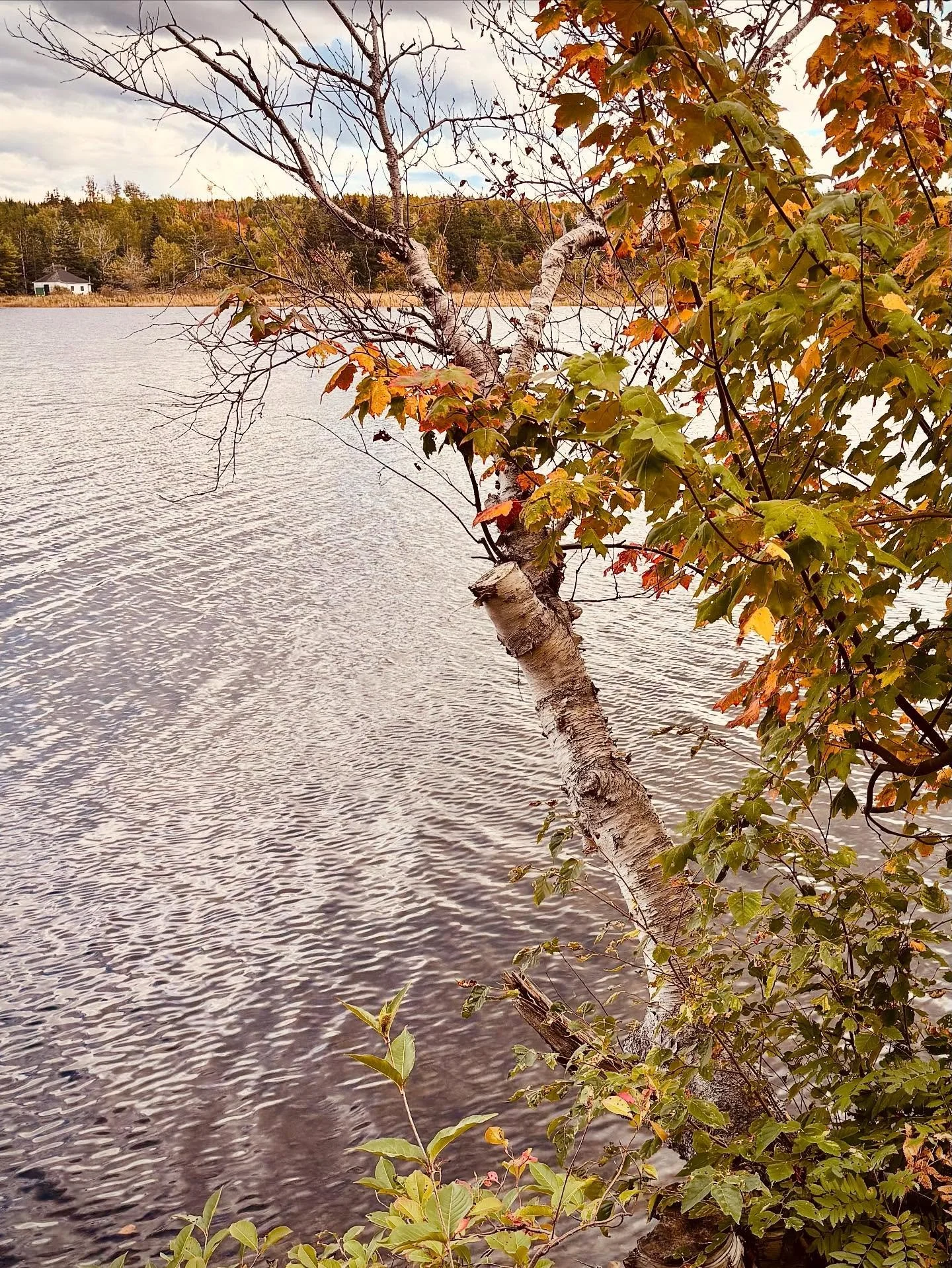 Finding fall in Cape Breton 🍁 No shortage of red and gold in Marion Bridge, NS on the last day of September. Joined family members (hi, Mom - on the steps!) for time by the Mira River and coffee at Grinding Gears inside The Bridge community hub ☕️ S