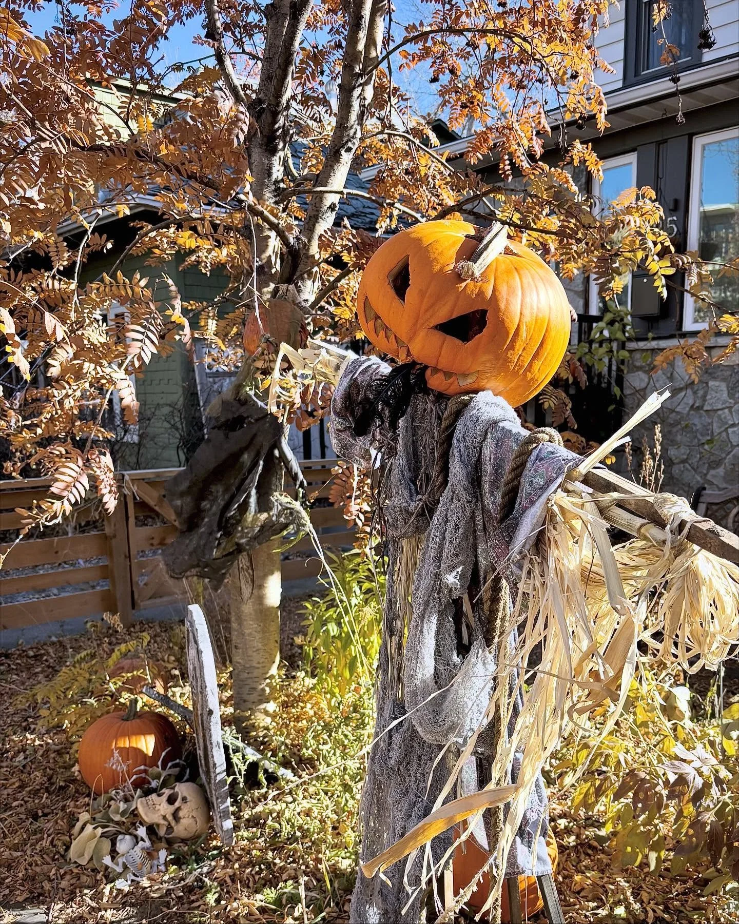 Spooks of Sunnyside 👻 Documenting my neighbourhood at its peak before the true horrors begin (snowfall and Christmas cheer 🫢 ) #halloweenyard #pumpkinhead #spookyscaryskeletons