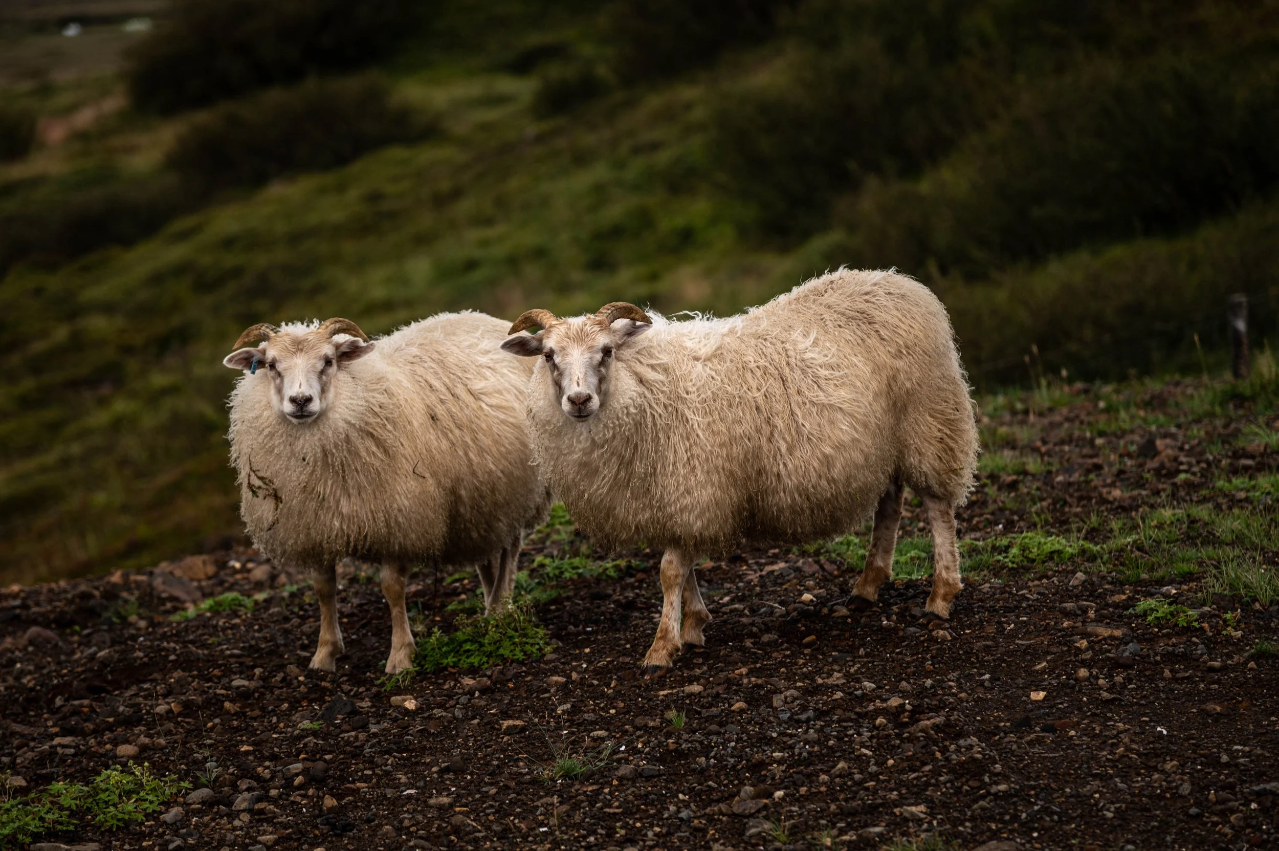 DSC_8291-1.jpg