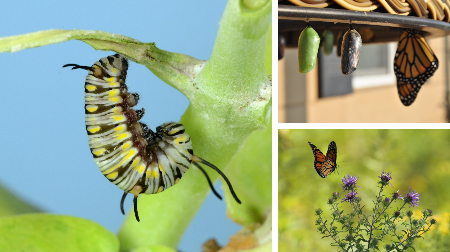 When life is upside down. There is still a beauty to be found within. Let it run its course.
