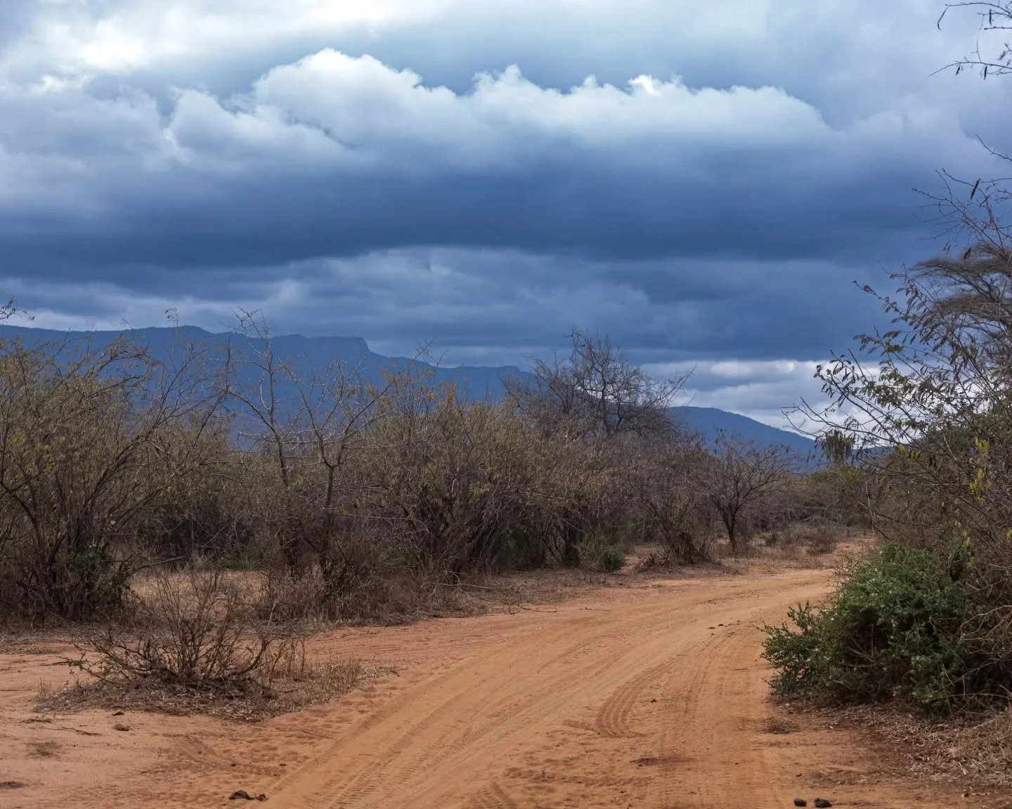 This project has been a true labor of love for our team, a passion project years in the making.
In August, we traveled to Tanzania with @butterflypavilion Butterfly Pavilion and the @tanzanianelephant_foundation Tanzanian Elephant Foundation to tell