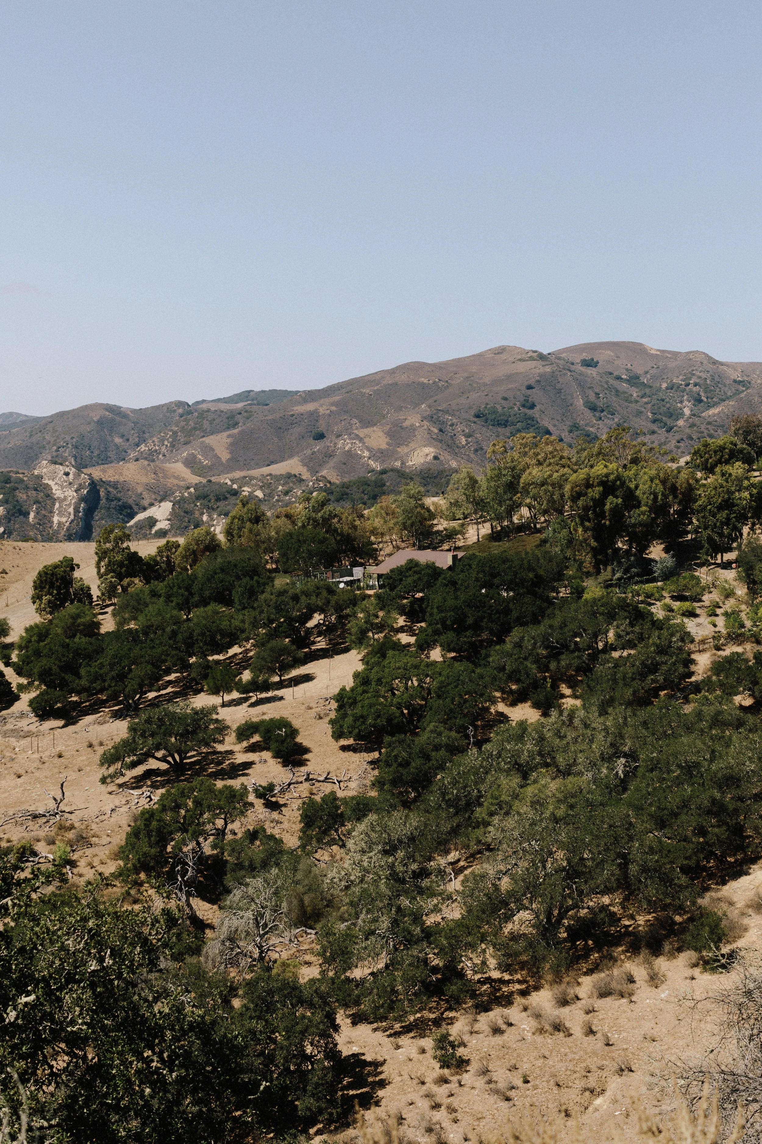 View of the California Ranch House contextual landscape, a modern restoration designed by Michel Architects, a Los Angeles architecture office