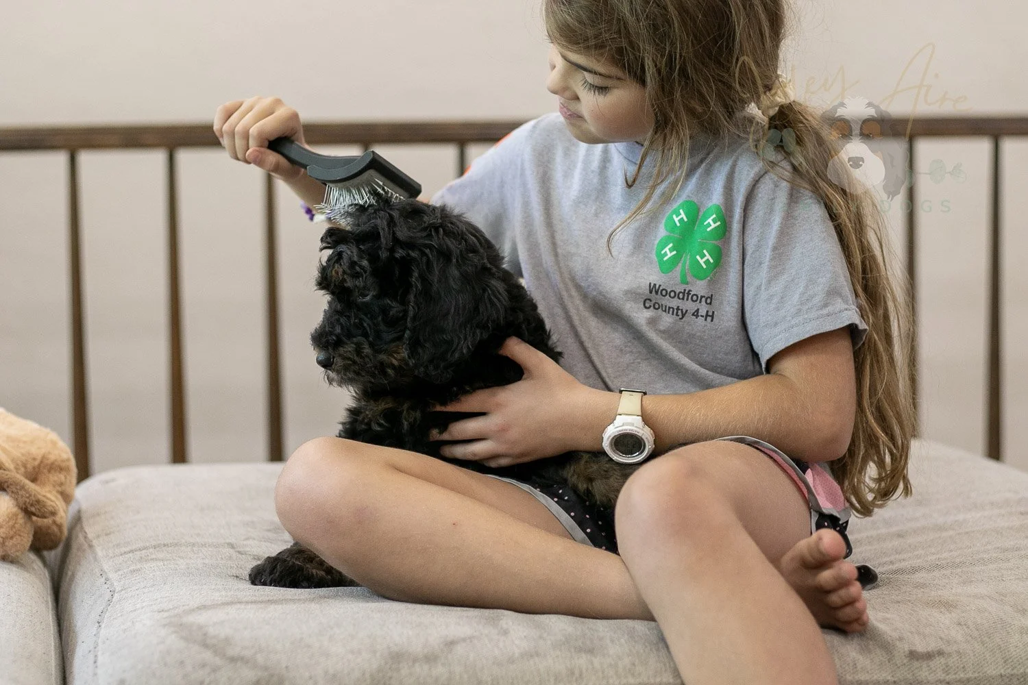 Acadia Bernedoodle Puppy-498.jpg